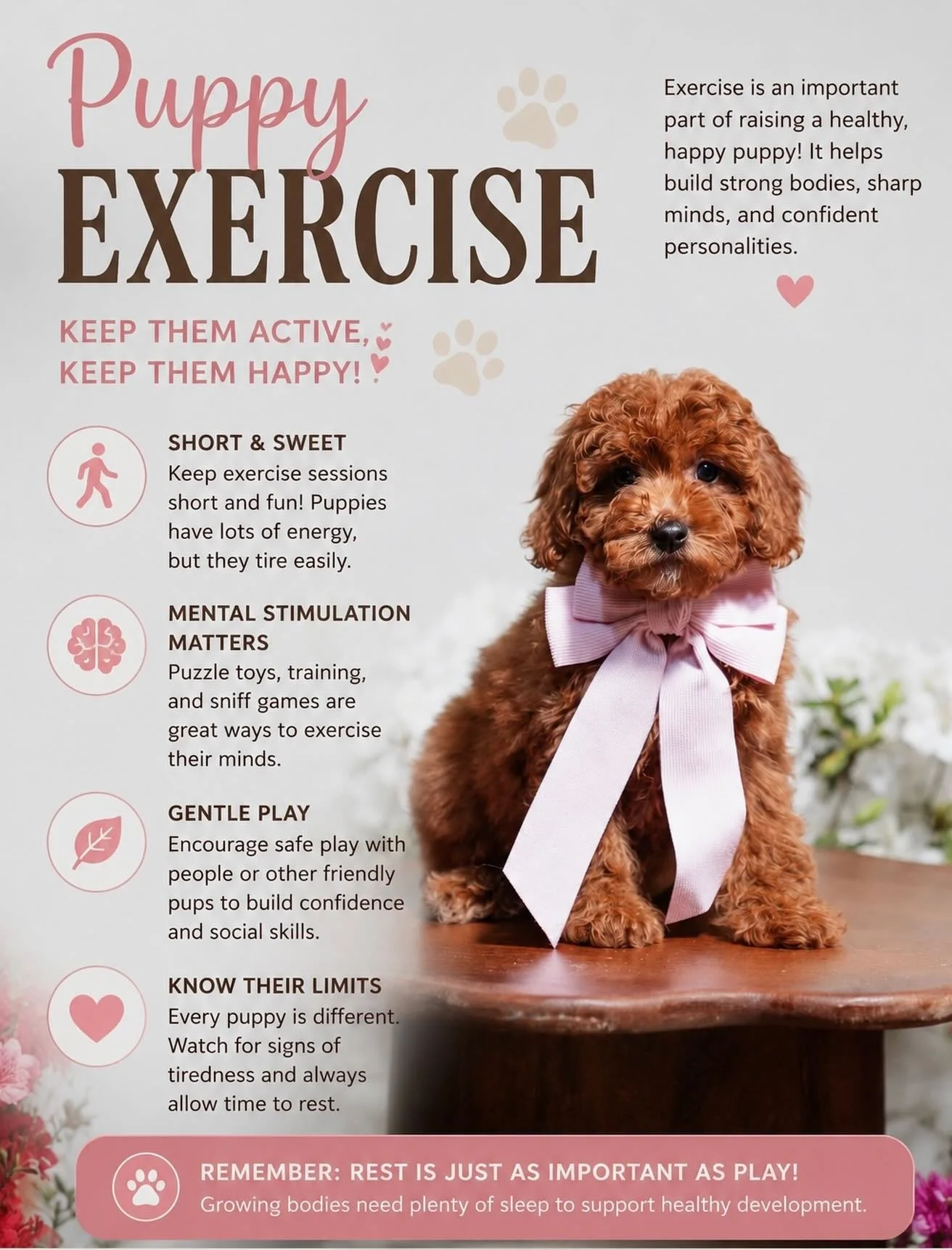 🐾 Puppy Exercise: Building Healthy Habits for Life! 🐾

Exercise is an important part of raising a happy, healthy puppy! Regular activity helps develop strong muscles, supports healthy growth, improves social skills, and provides mental stimulation.