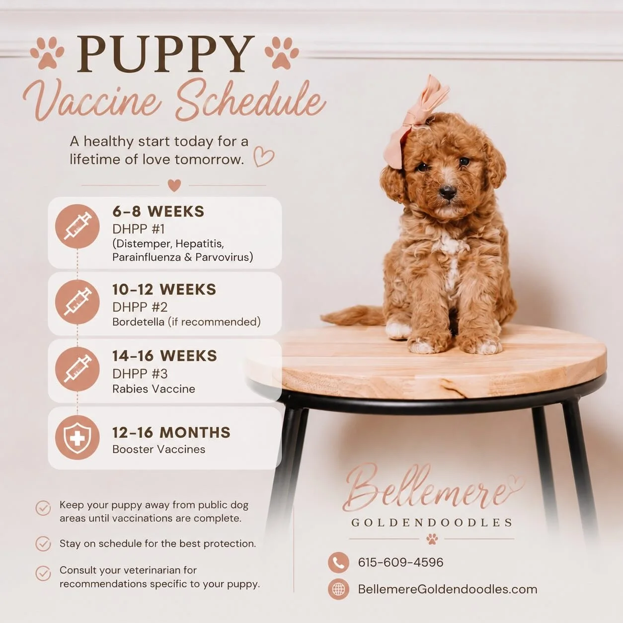 🐾 PUPPY VACCINE SCHEDULE 🐾

Keeping your puppy on track with vaccinations is one of the most important steps in protecting their health and helping them grow into a happy, healthy companion! ❤️

💉 6&ndash;8 Weeks
&bull; First DHPP Vaccine

💉 10&n