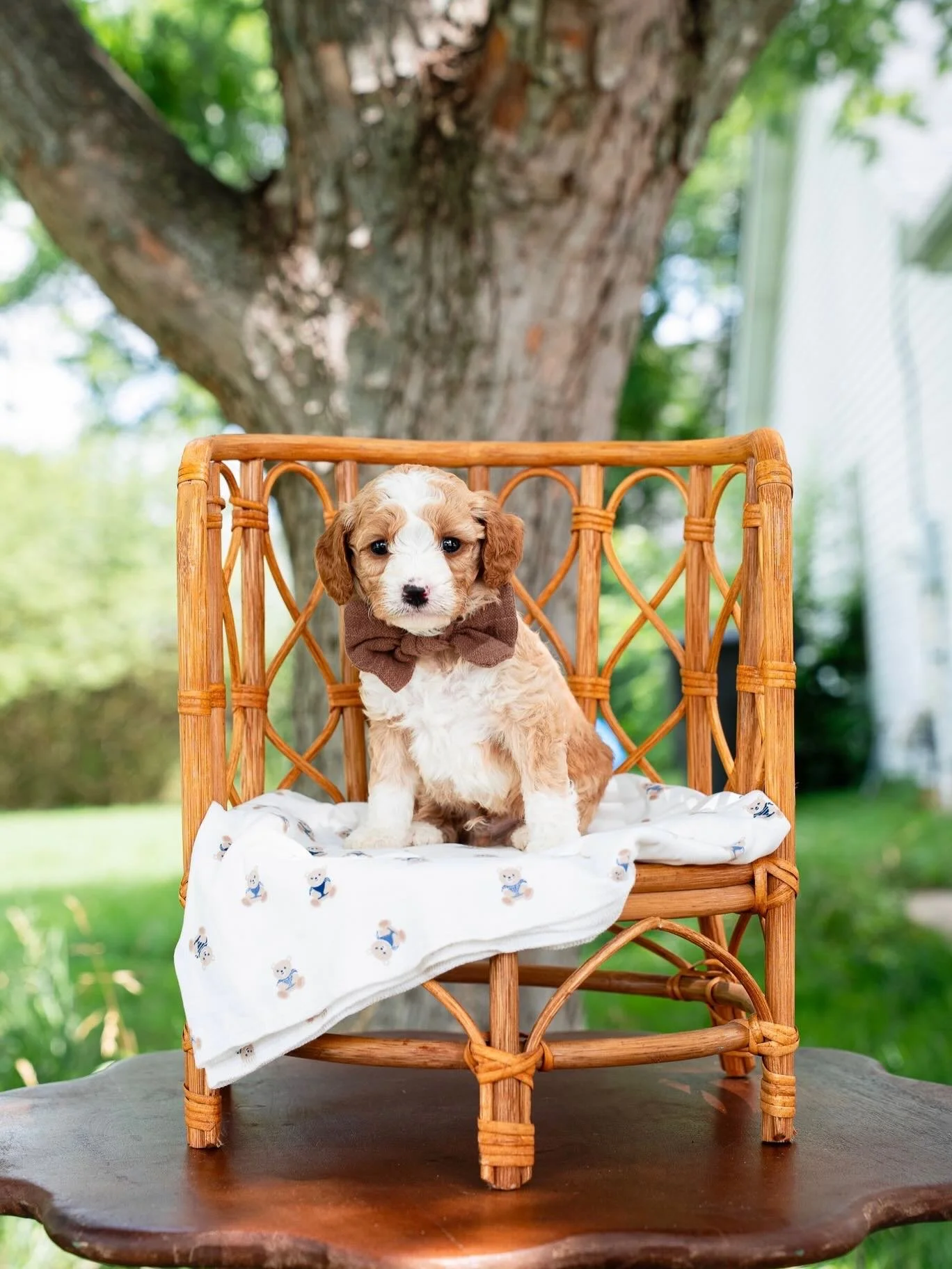 ✨🐾 Fantastic 4 Litter Update &ndash; 5 Weeks Old! 🐾✨

Our adorable Fantastic 4 litter is now 5 weeks old and their personalities are shining brighter every day! From playful adventures with their siblings to learning new social skills, these little