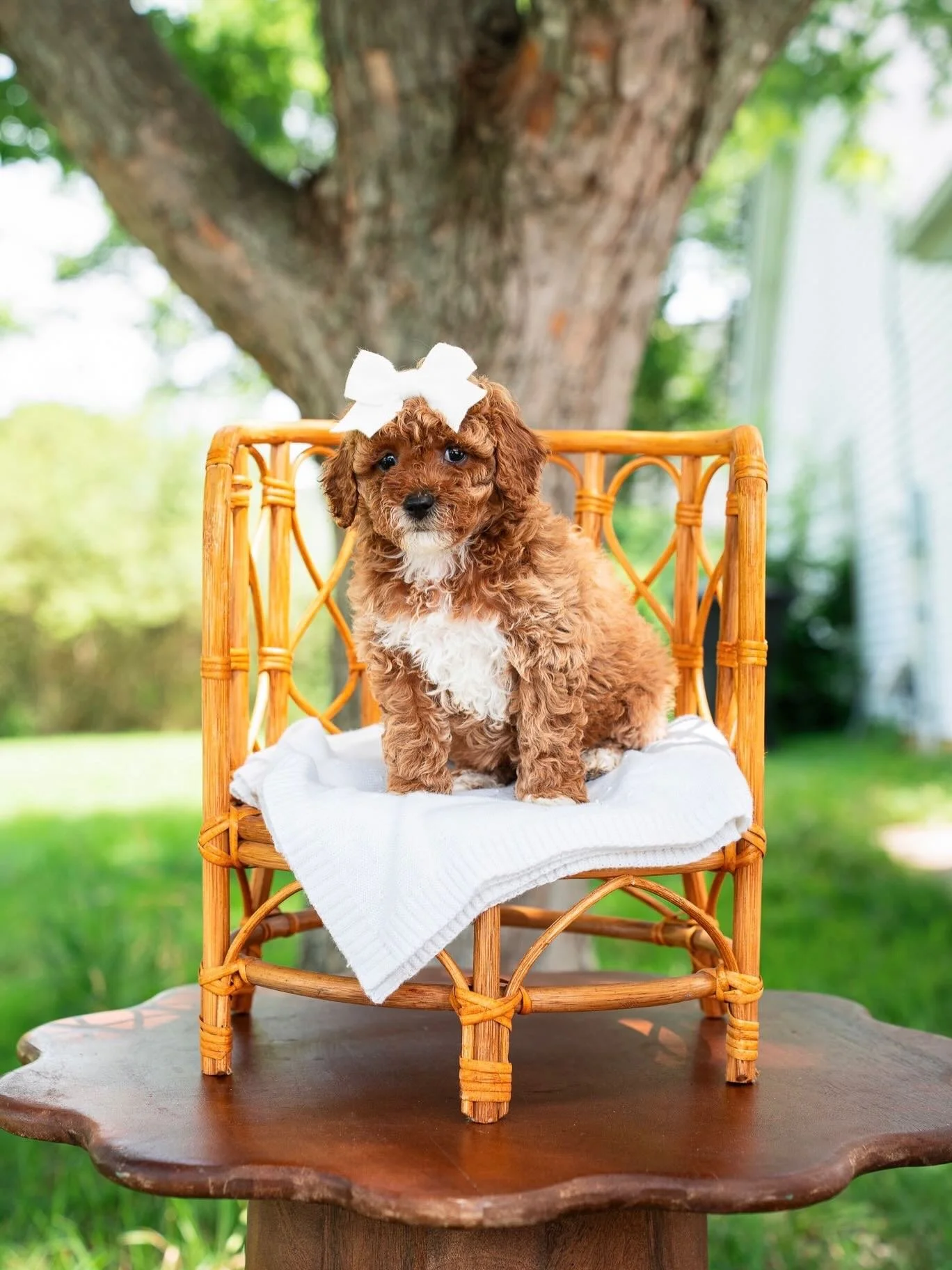 🐾 Picture Day for Our Little Ones! 🐾

Stormi&rsquo;s puppies just keep on growing! Every week their personalities shine a little brighter, and they&rsquo;re becoming more playful, curious, and adorable by the day. ❤️

We love watching these sweet b