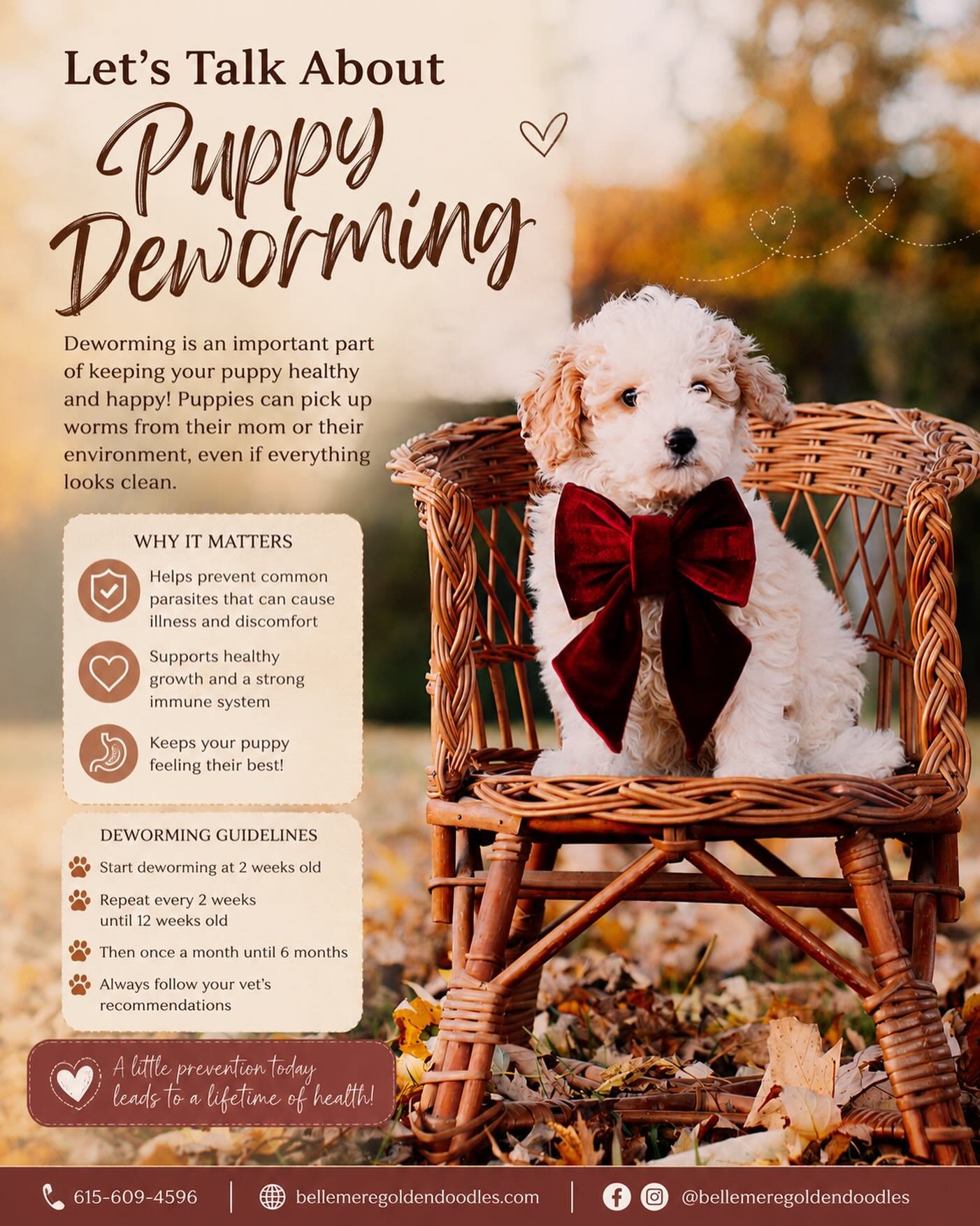 🐾 Puppy Dewormer Schedule

Most breeders and veterinarians follow a deworming schedule similar to this:

✅ 2 weeks old &ndash; First deworming
✅ 4 weeks old &ndash; Second deworming
✅ 6 weeks old &ndash; Third deworming
✅ 8 weeks old &ndash; Fourth 