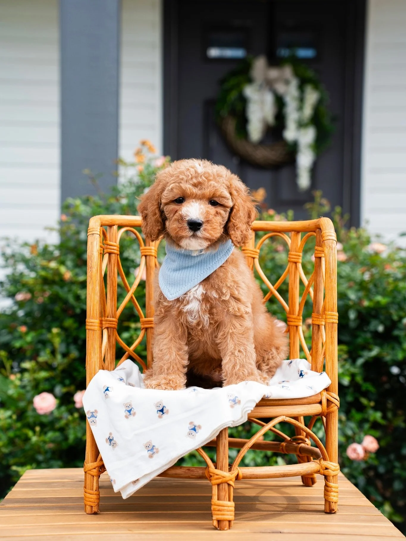 Leah&rsquo;s puppies get cuter by the day! 

If you are interested in looking for your new best friend make sure to reach out to us!