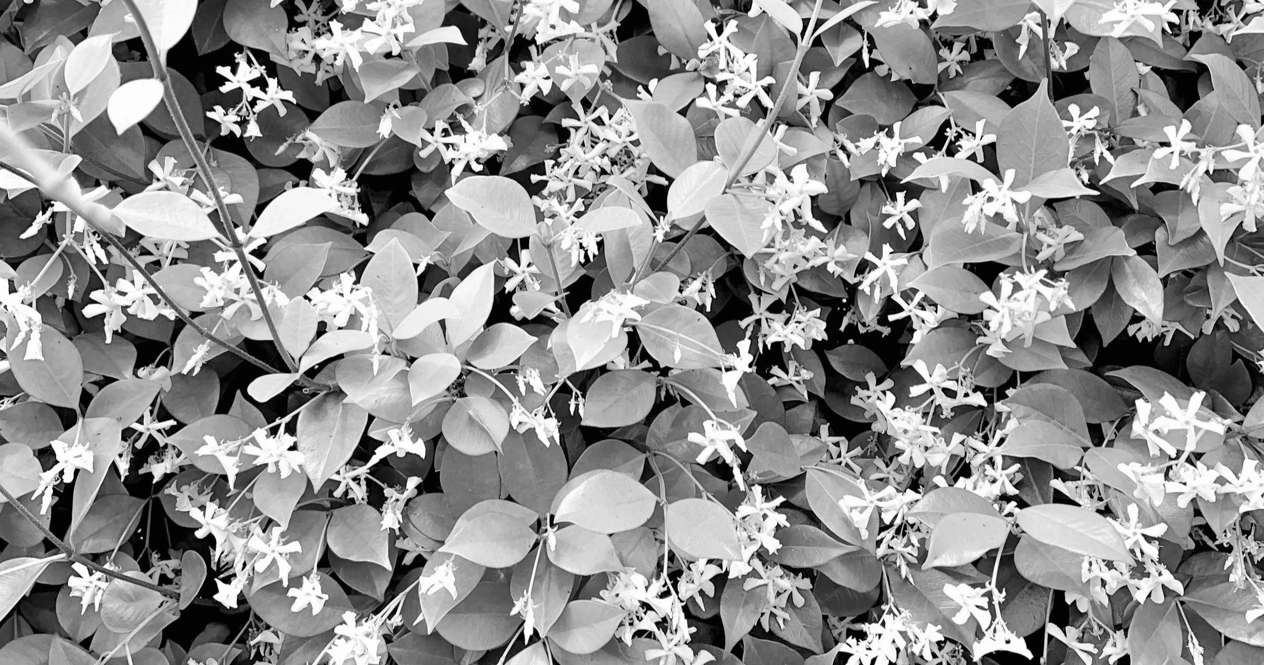 Black and white photo of dense foliage with numerous small flowers and leaves.