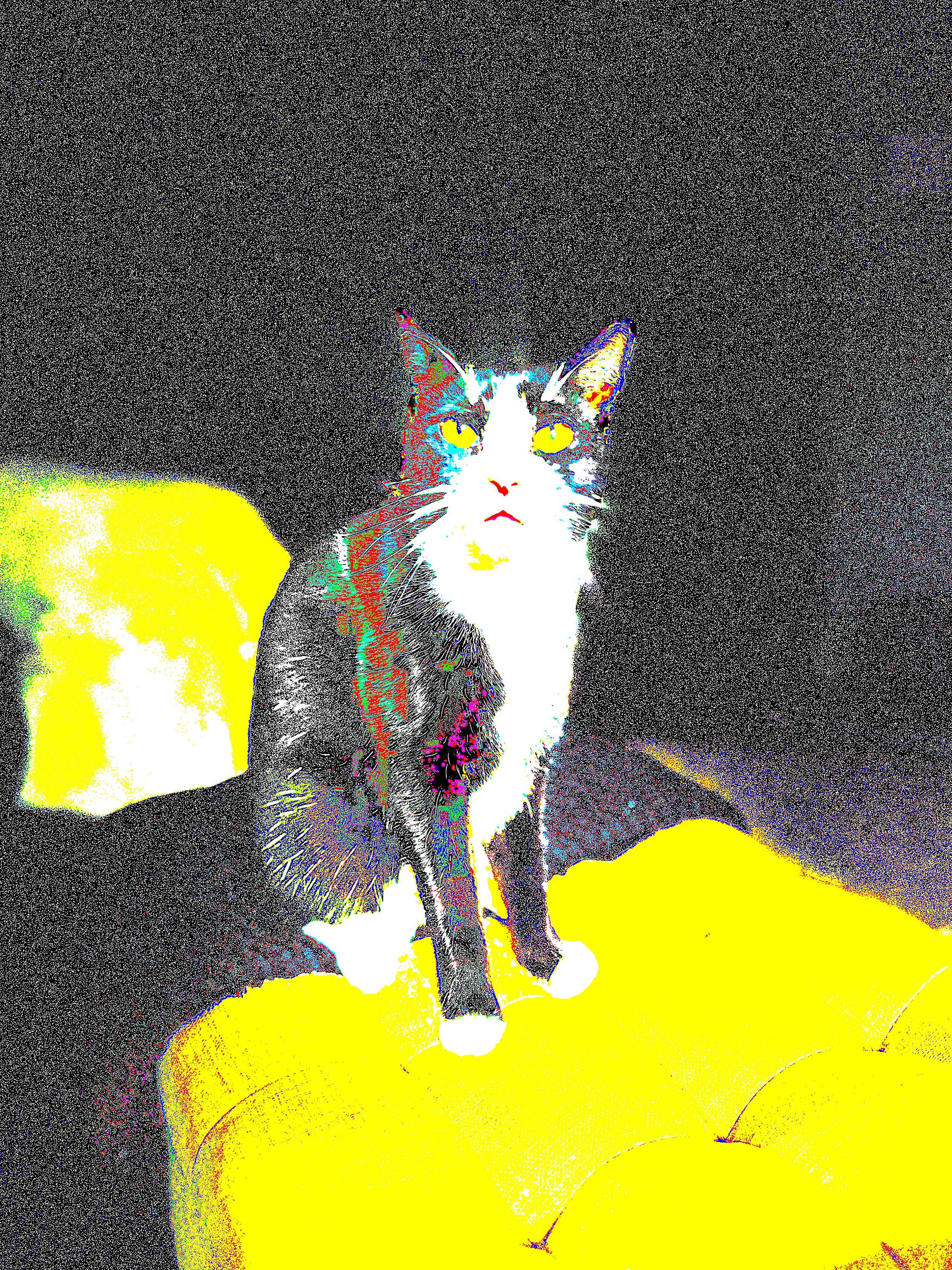 Kitty specs .jpg