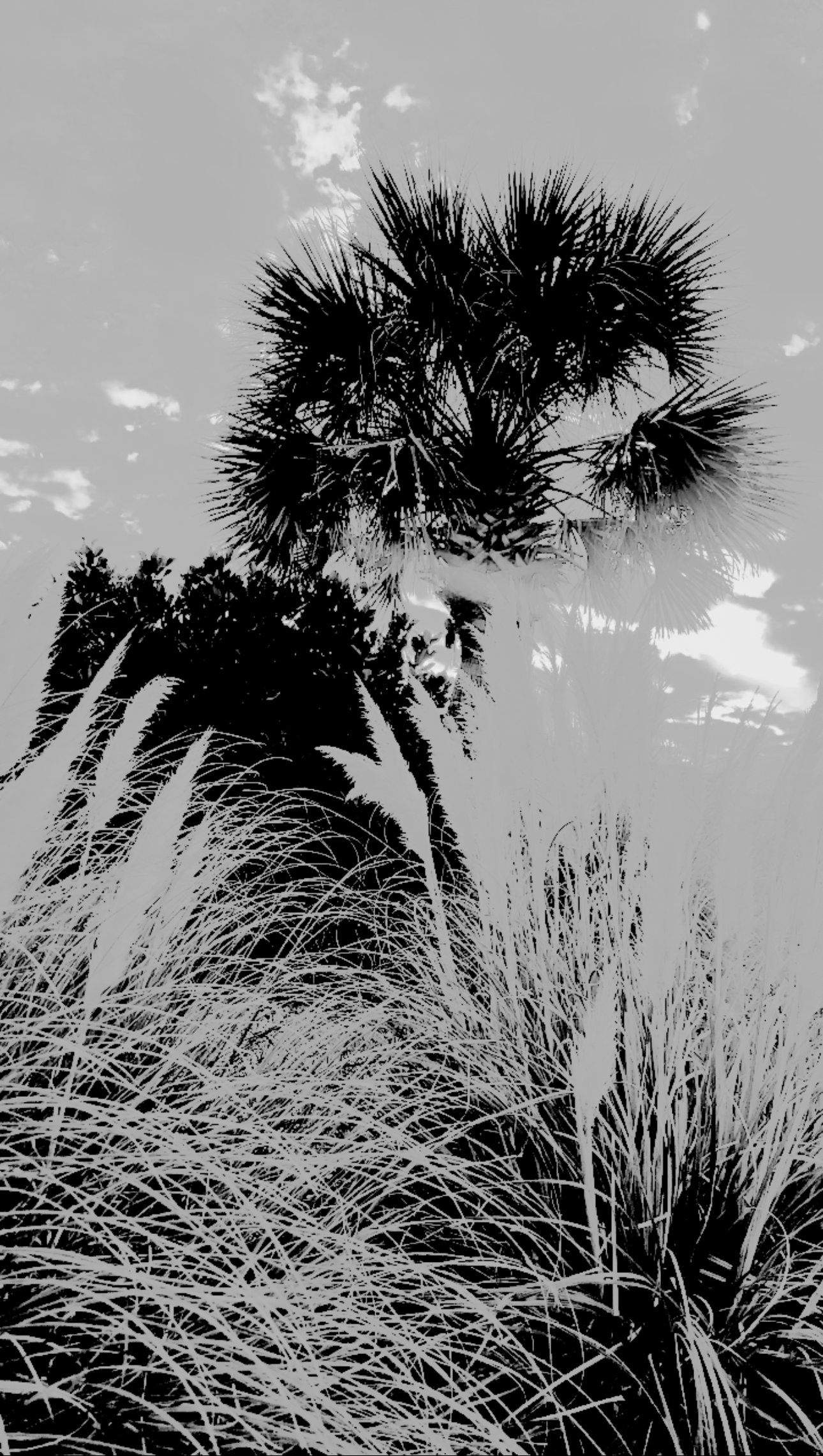 IMG_8974.jpeg