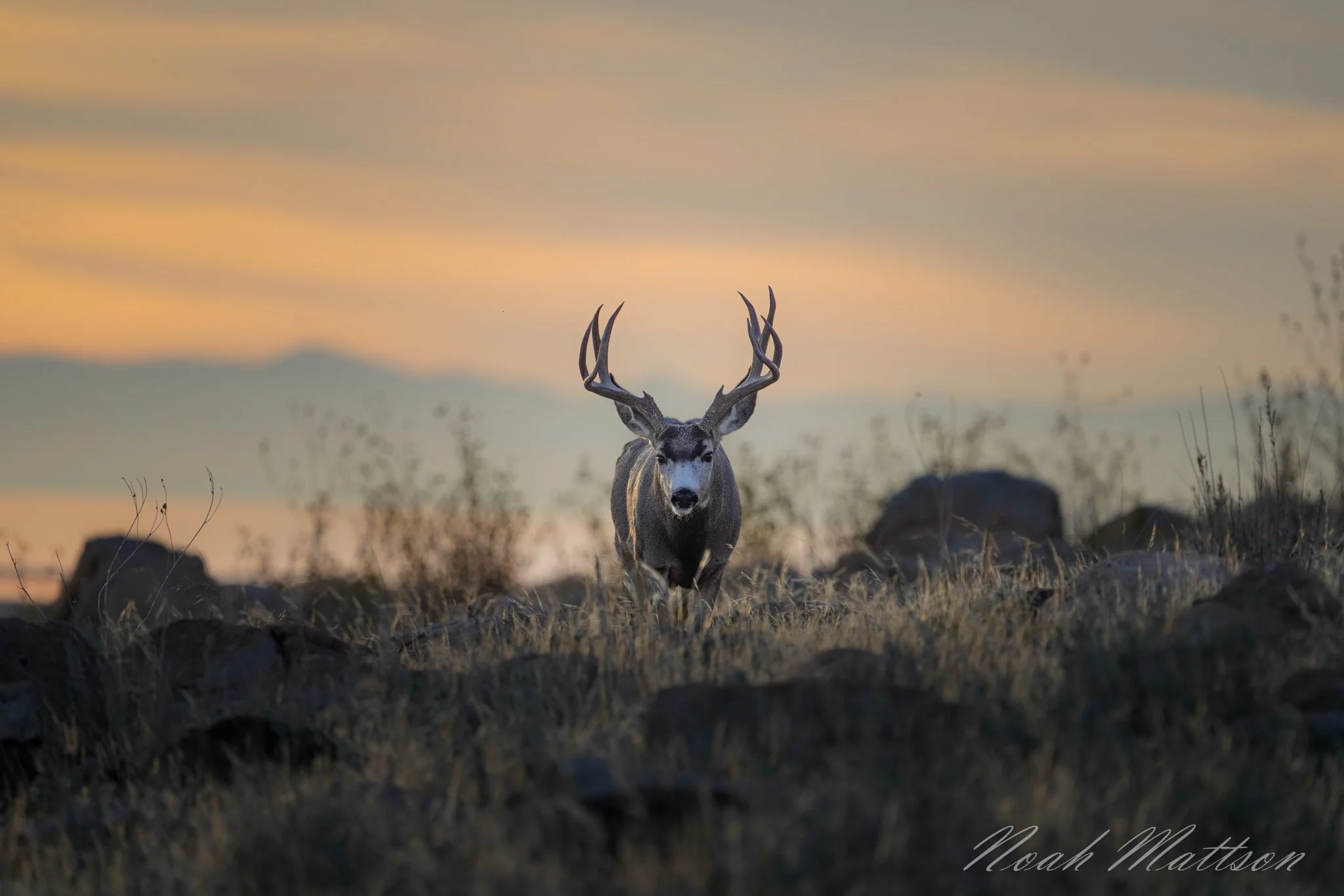 aa-Lustful Vision.jpg