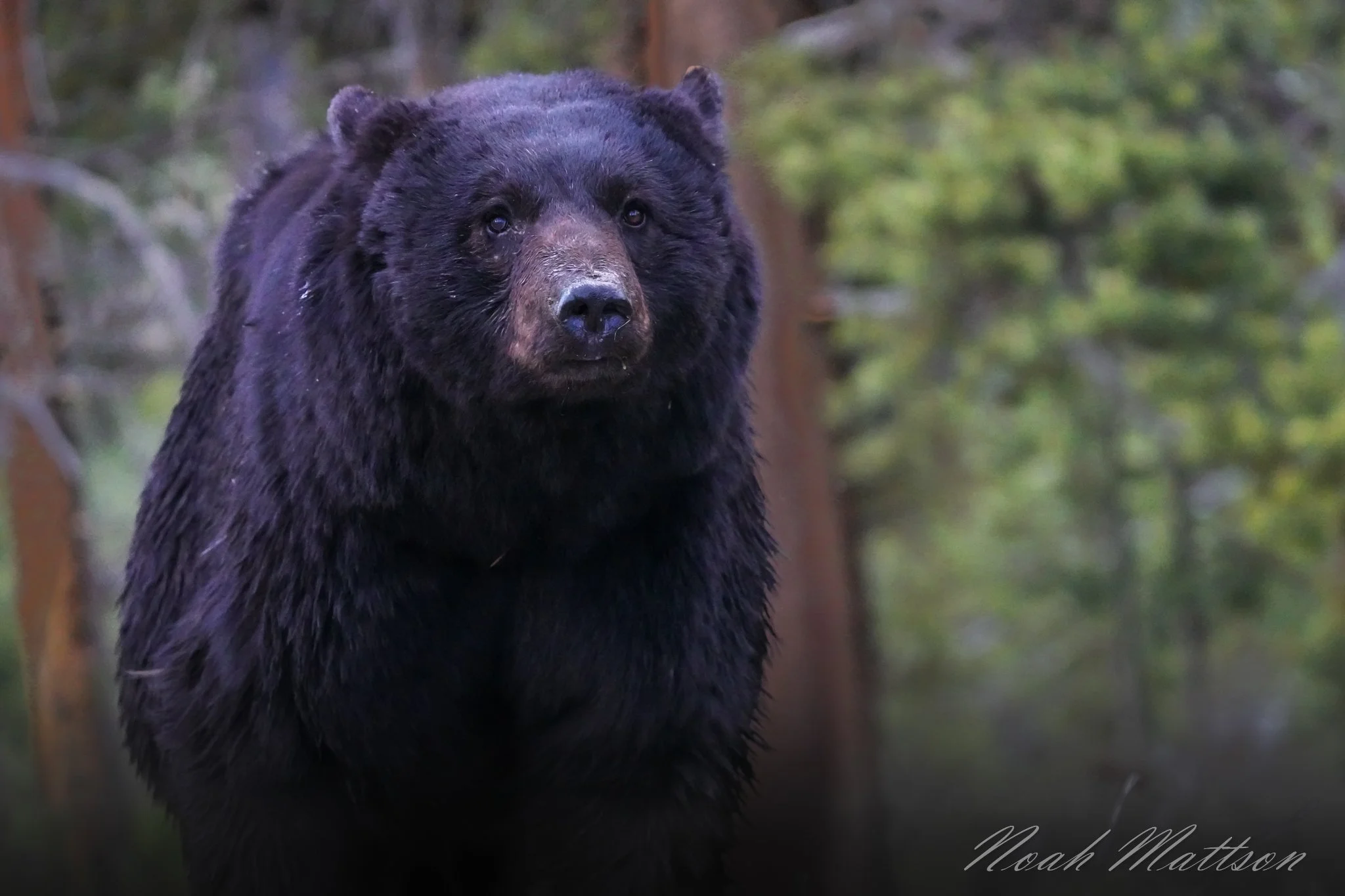 aa- Watermelon Head.jpg