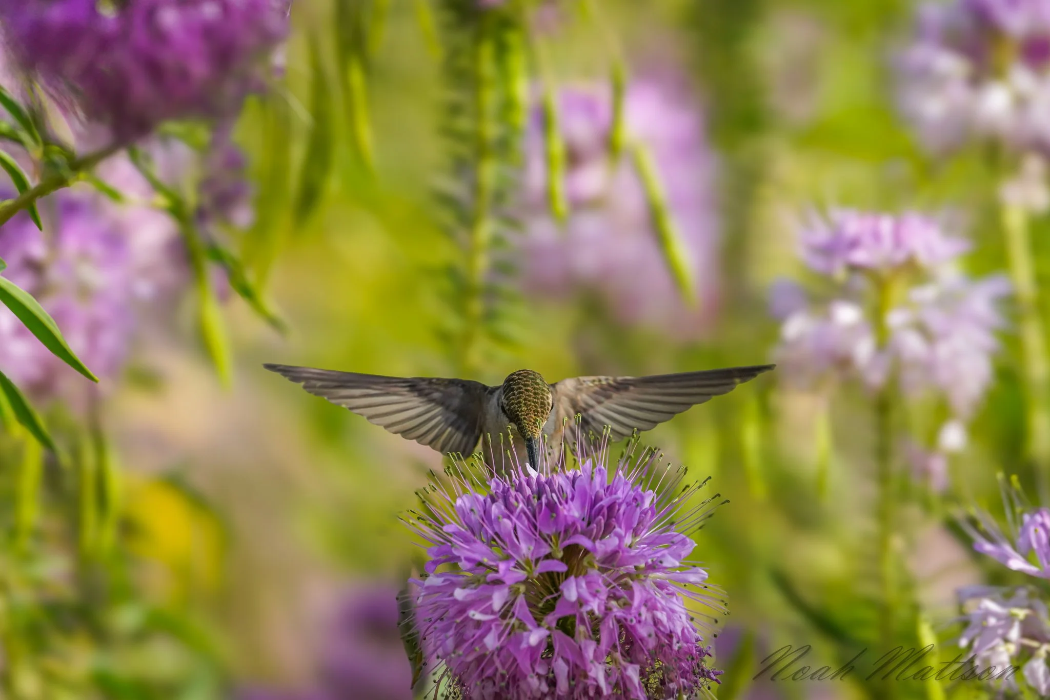 aa-Birds and Bees.jpg