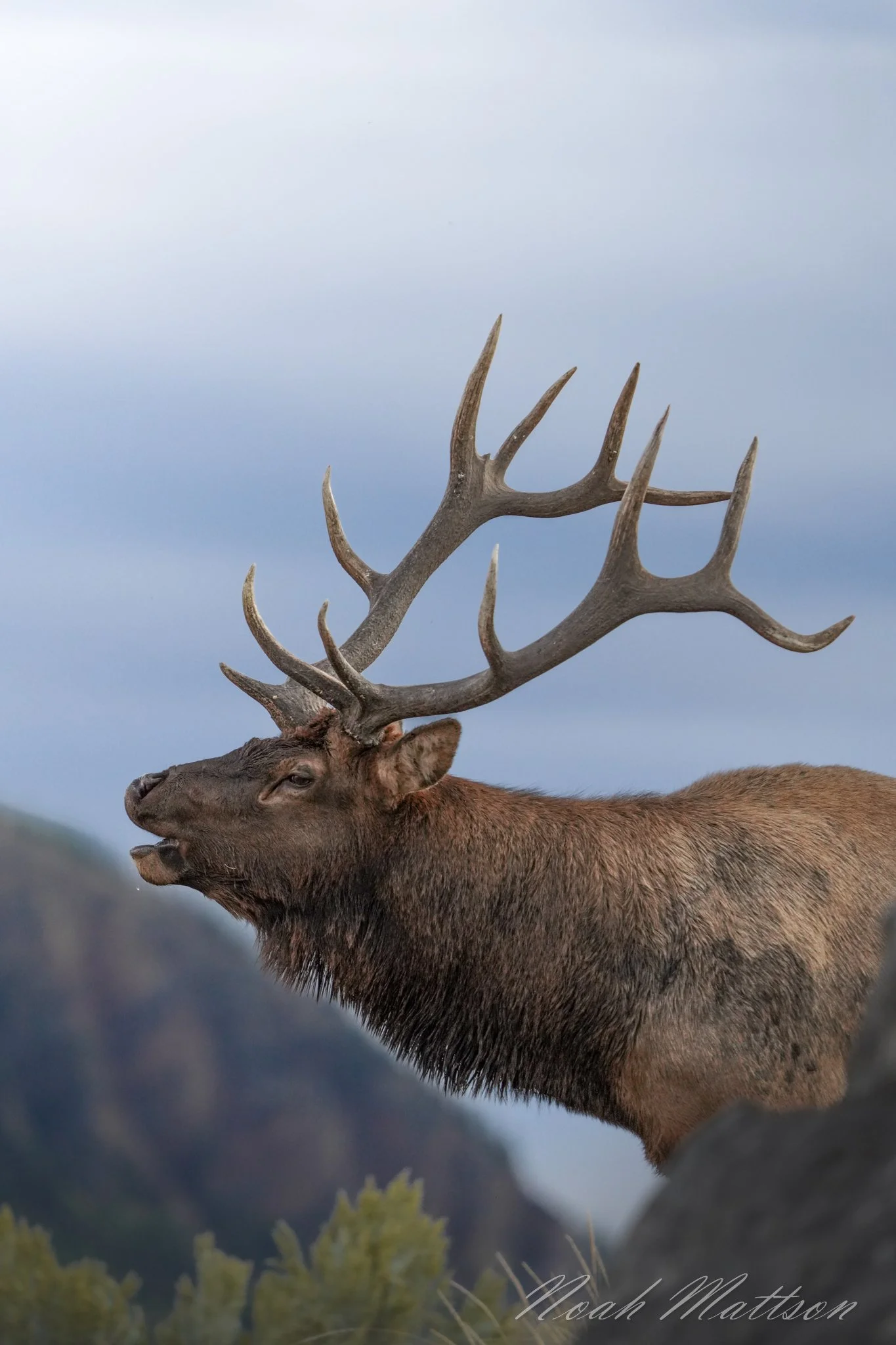 aa- The Herd Bull.jpg