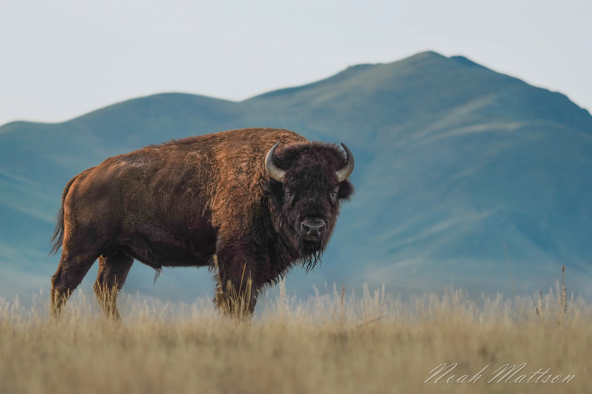 aa-Forgotten Giant.jpg