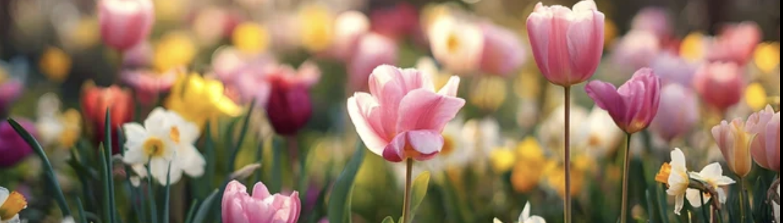 Colorful tulips and daffodils in a garden in spring