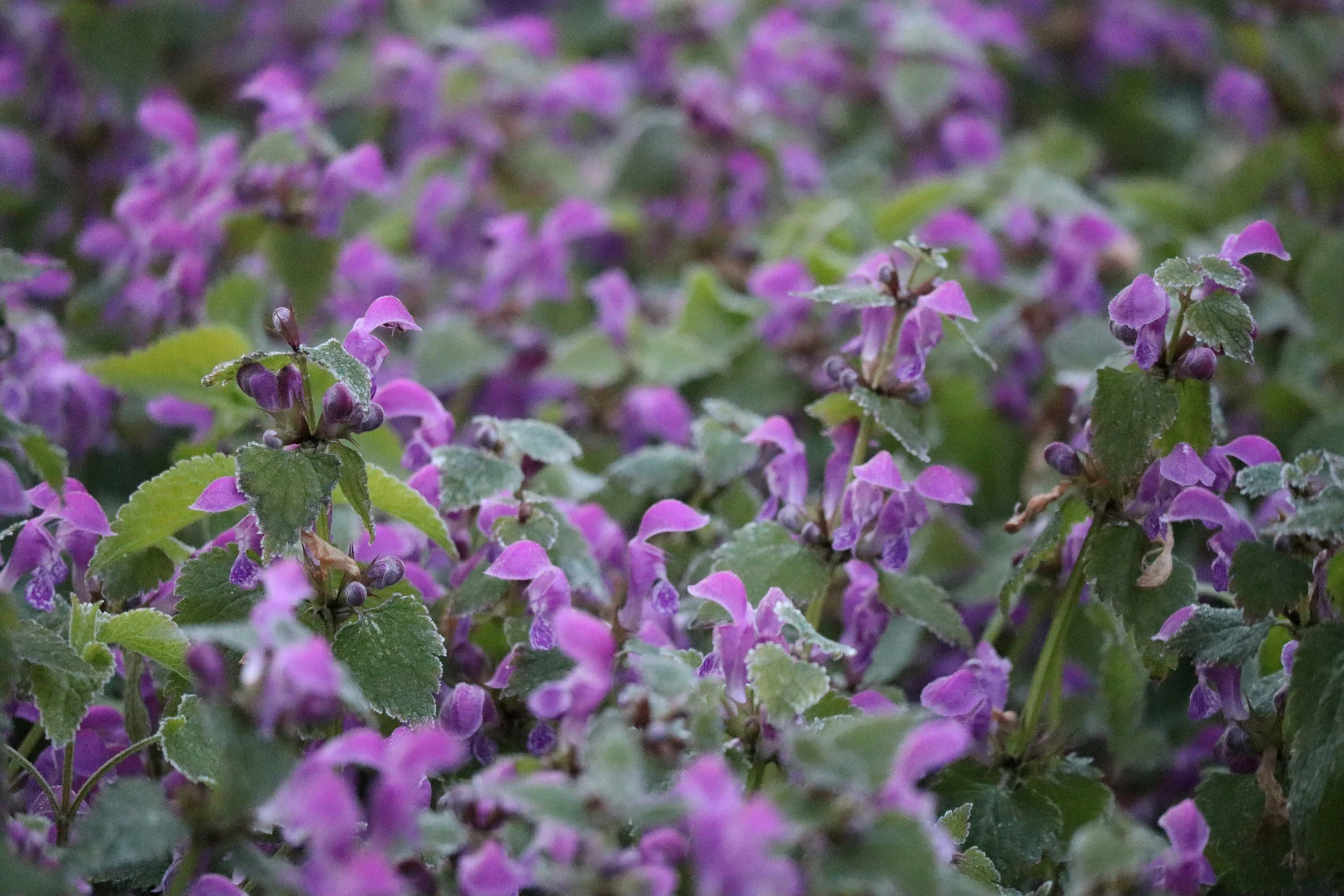 Close-up of purple flowers with green leaves, possibly in a garden or natural setting.
