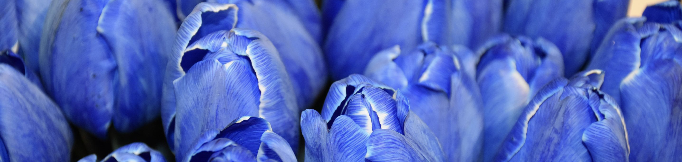 Close-up of blue tulips.