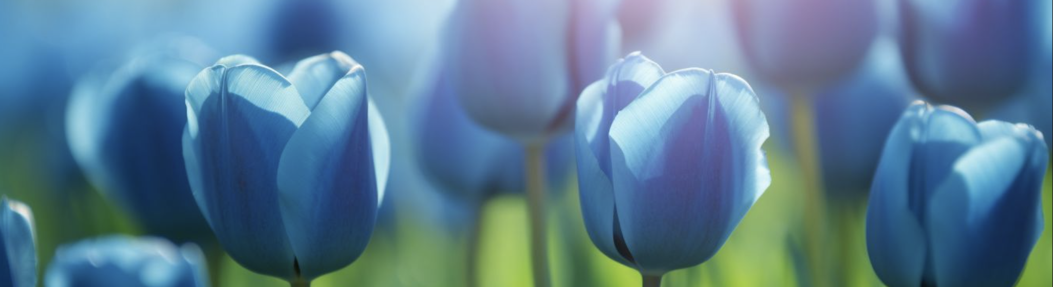 Close-up of blue tulip flowers in a garden with sunlight shining on them