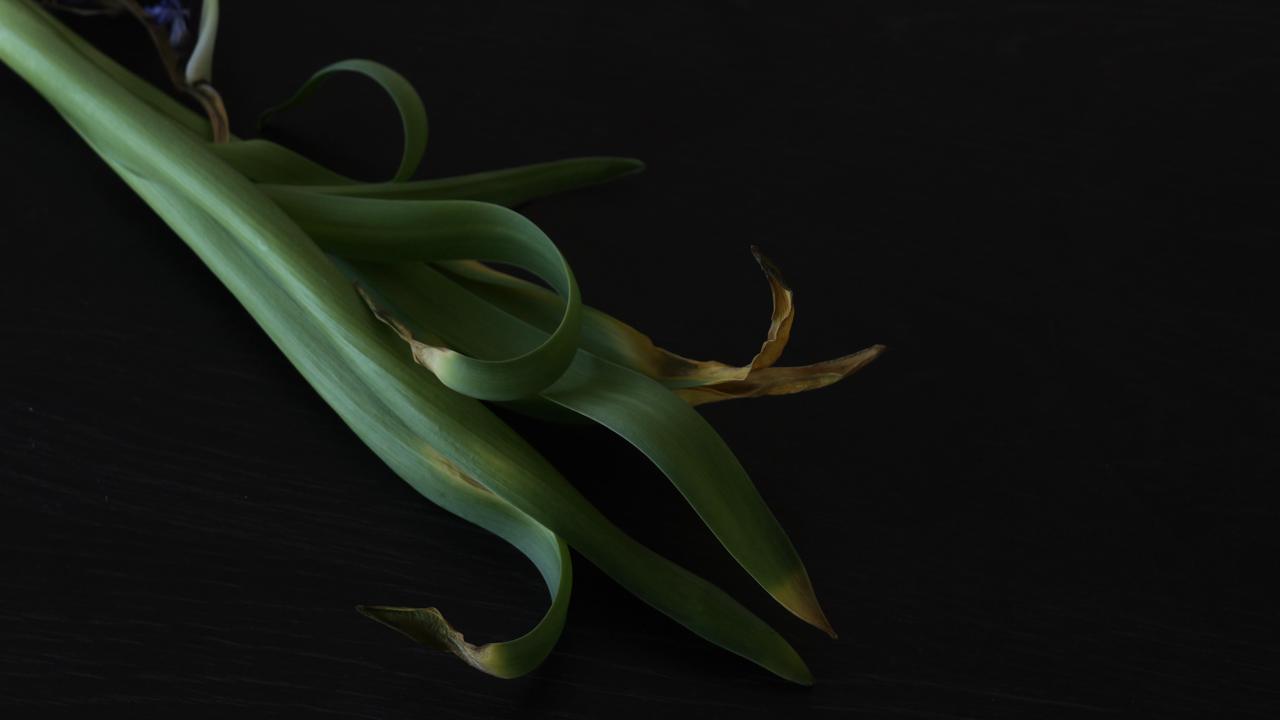 leaves.png