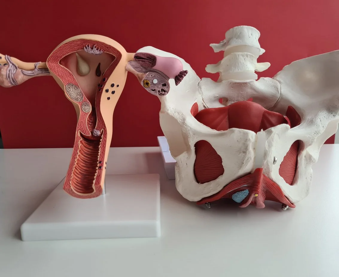 An anatomical model of the female reproductive system and pelvis, showing internal organs and bones.