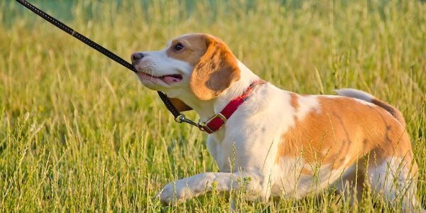 Adolescence in dogs
