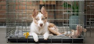 Crate Training your puppy/dog