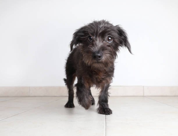 Signs of Stress in Dogs: What to Look For and How to Help