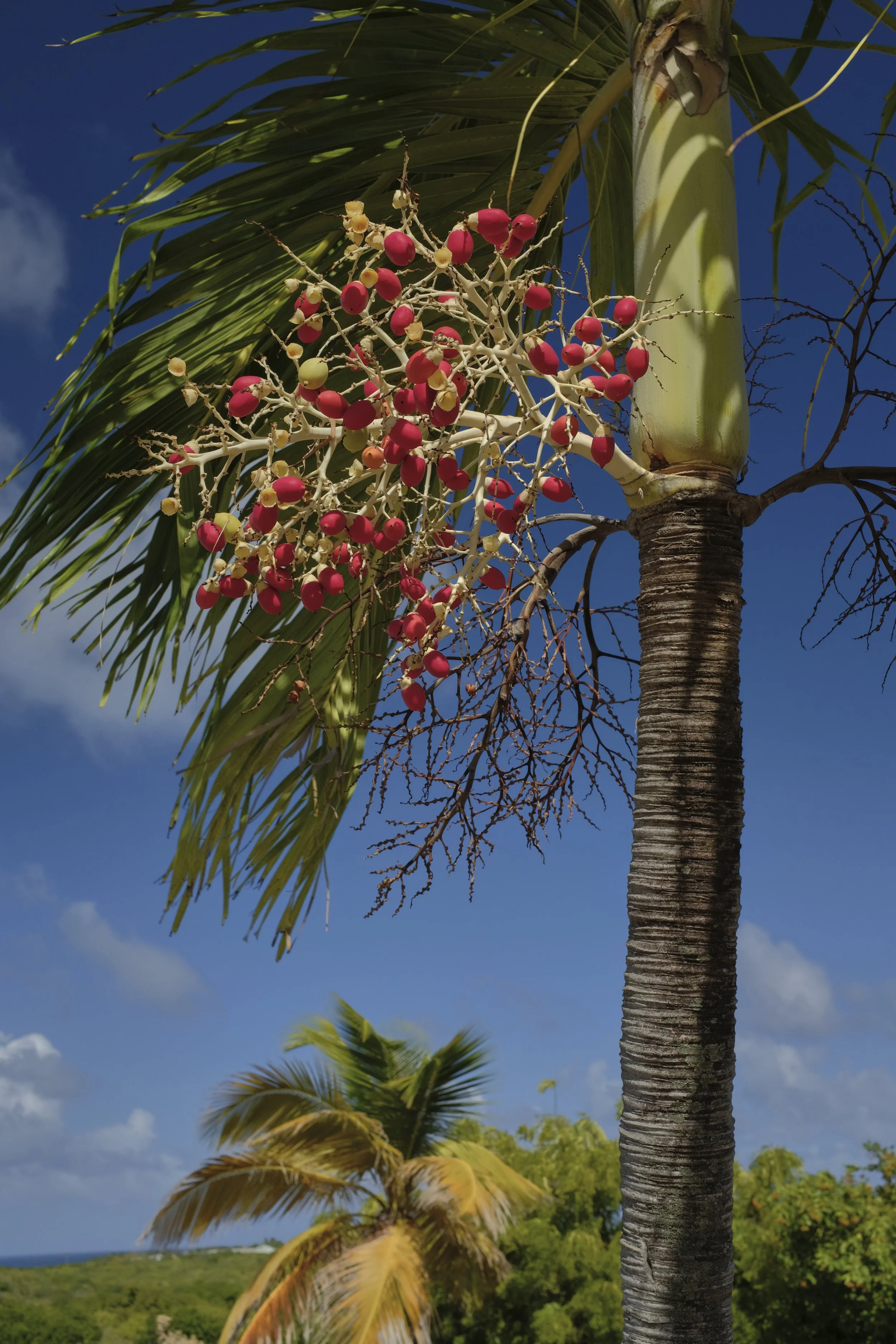 palm tree with red fruits.jpg