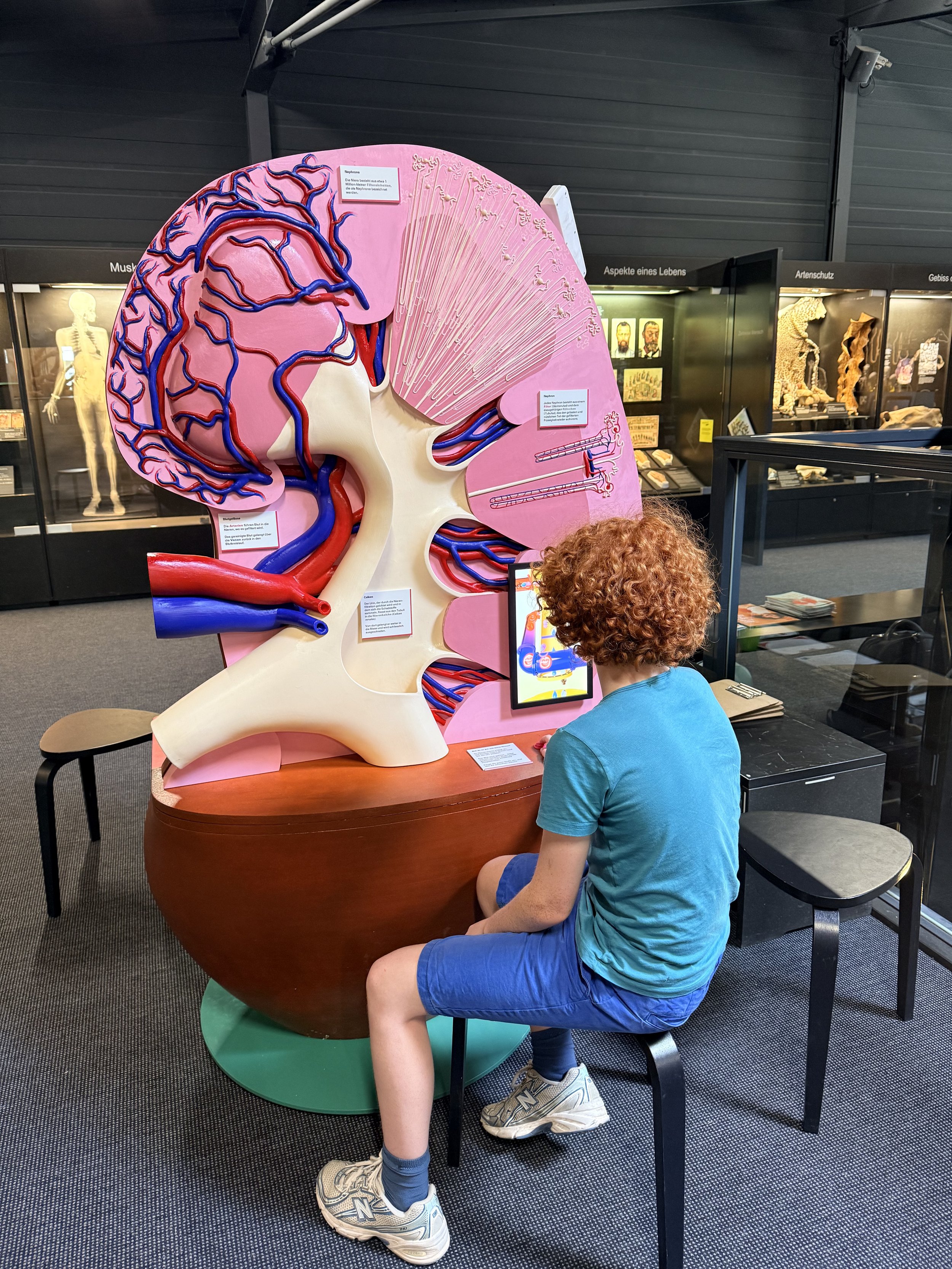 Fascinating Kidneys!