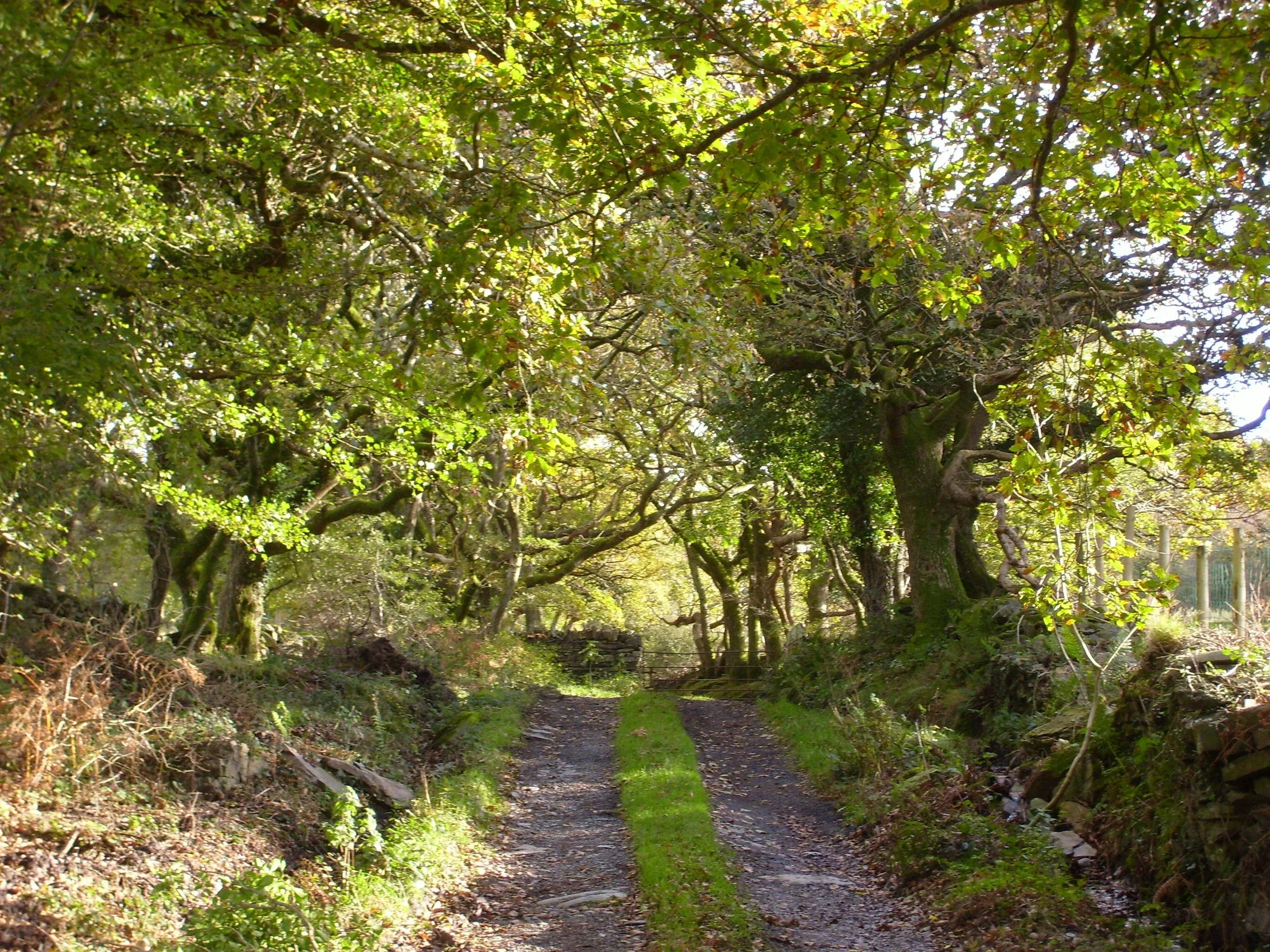 20 THE WERN ESTATE IN SUMER.JPG