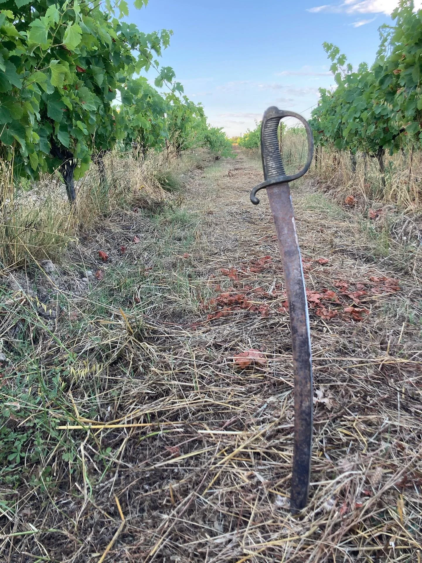 &Agrave; nous deux petit rameau r&eacute;calcitrant ⚔️ 

#mousquetairedubourg #ecimage #raisinbio #vine #vinnnaturel #vinbio #igpcevennes #syrah
