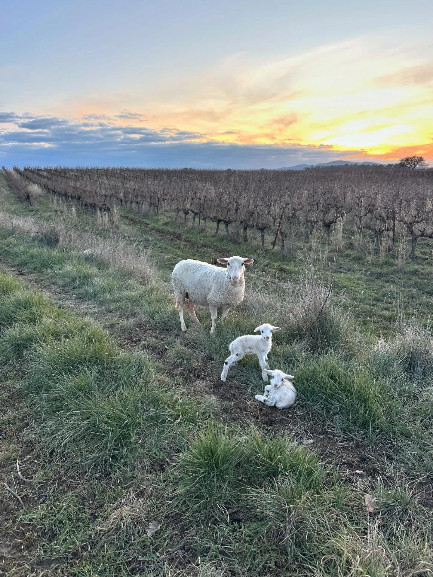 Bonne ann&eacute;e &agrave; tous 🥳 
Une jeune maman pour ce premier jour de 2026 🥰
Je n&rsquo;avais pas encore de dalmatien c&rsquo;est chose faite 😂