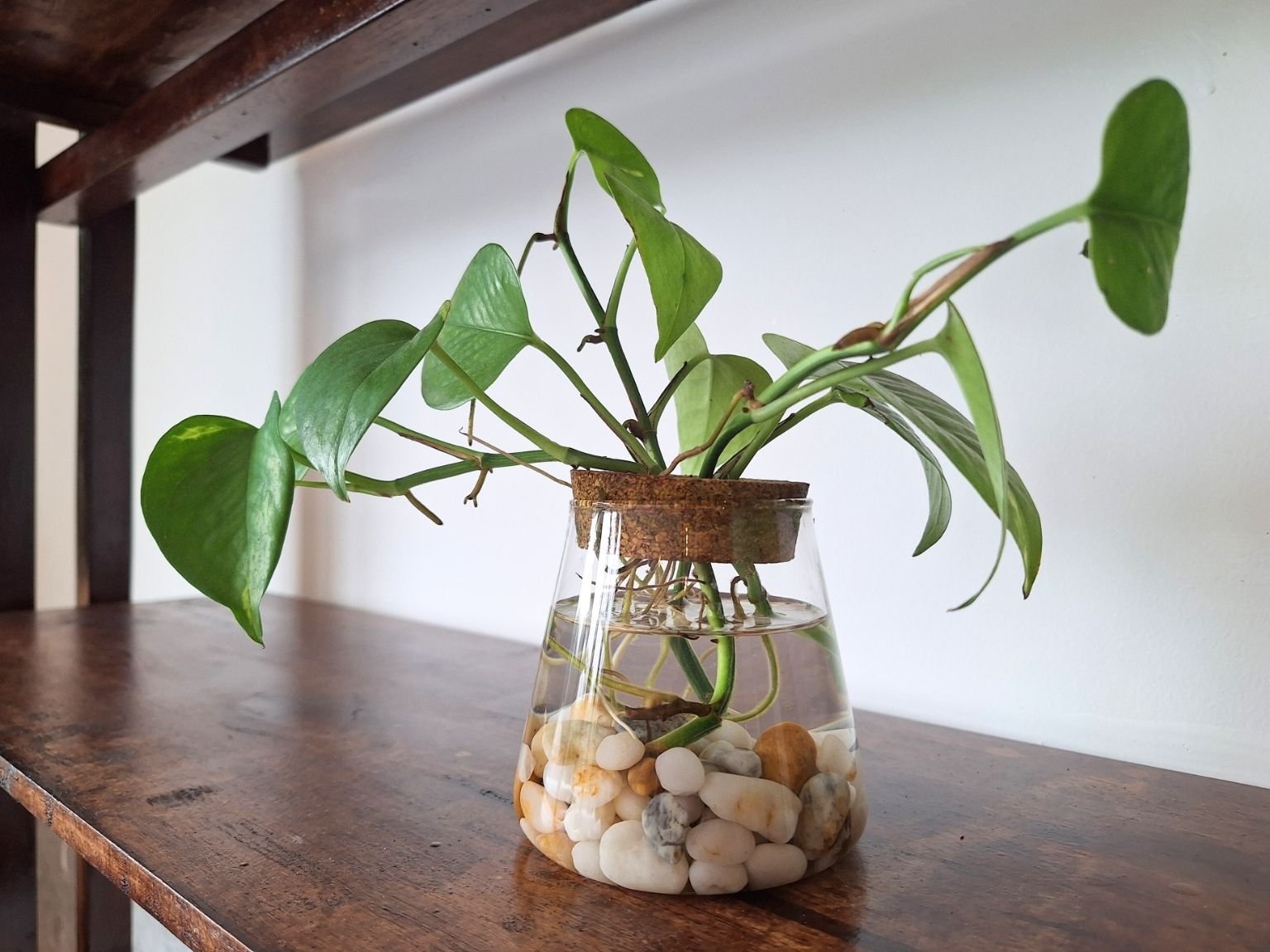 The Interlude room plant.jpg