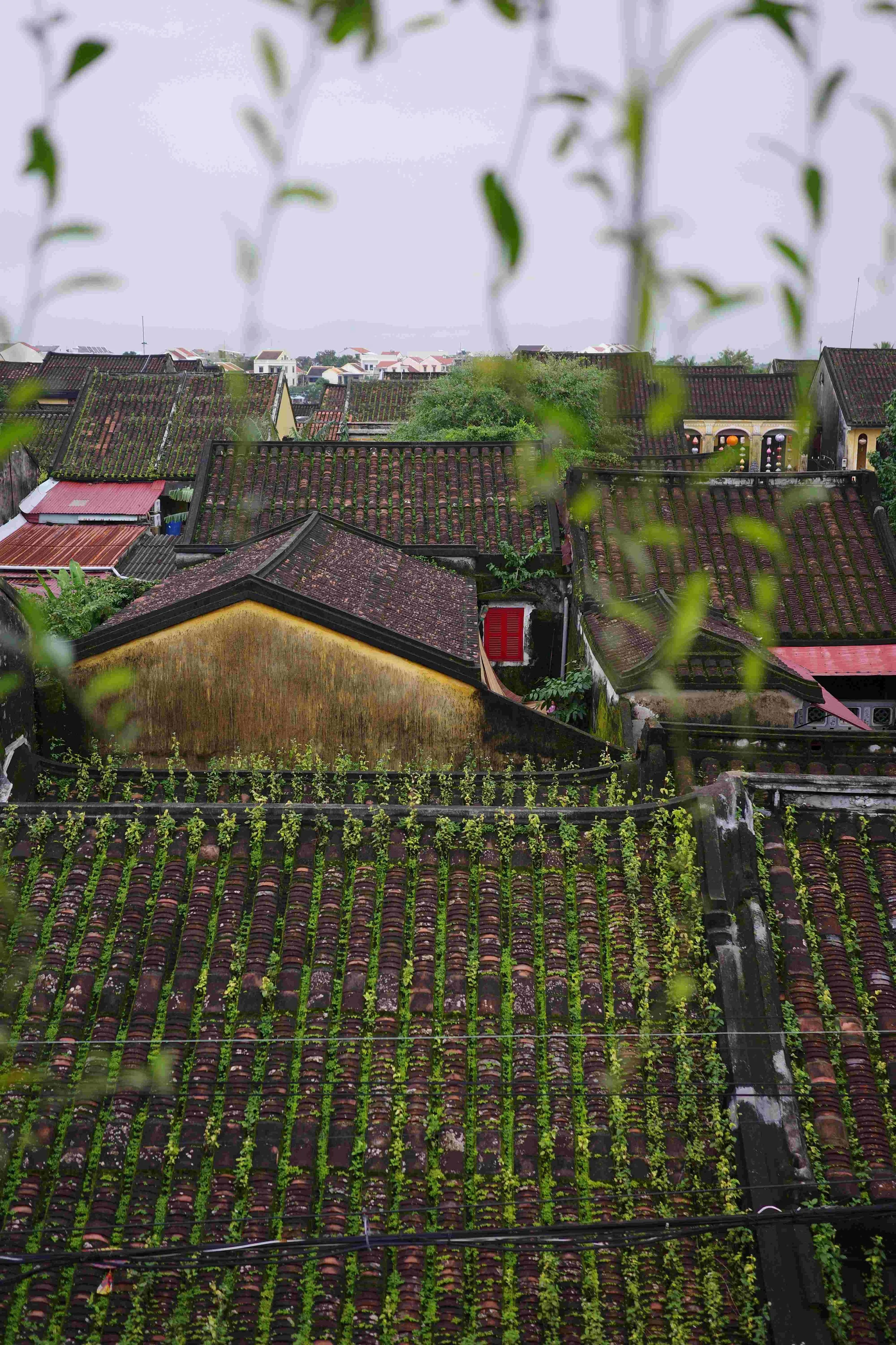 view over the roofs of Hoi An Old Town with red door that can be seen in the distance and grass and moss growing over the roofs
