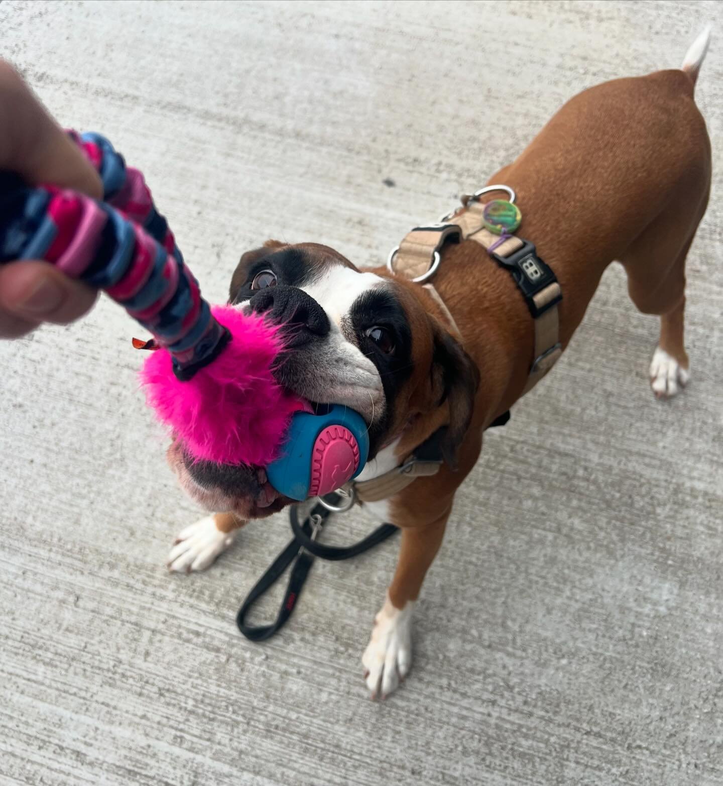 Luna testing out the new @tugenuff in stock now 
#rawtasticwadebridge #wadebridge #cornwall #tugenuff #tugtoy #clearspacewadebridge