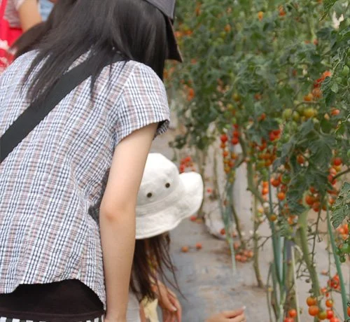 Greenhouse Visit - Yoshida Farm - Furano