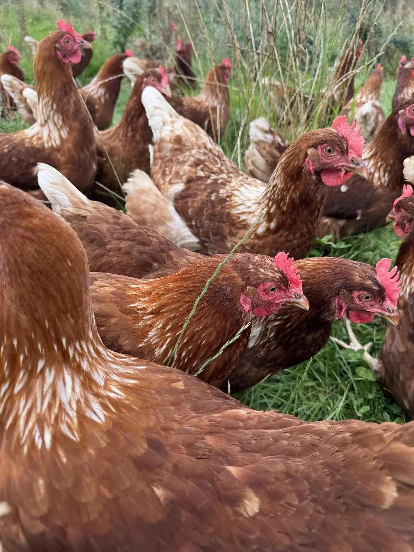 Udsolgt!!

&Oslash;ko H&oslash;ns s&oslash;ger nyt hjem

Vi skal skifte et af vores h&oslash;nsehold, og derfor s&oslash;ger disse h&oslash;ns nye steder at g&oslash;re gavn.
De er ca. 1 &aring;r gamle og l&aelig;gger ikke helt nok &aelig;g til vores