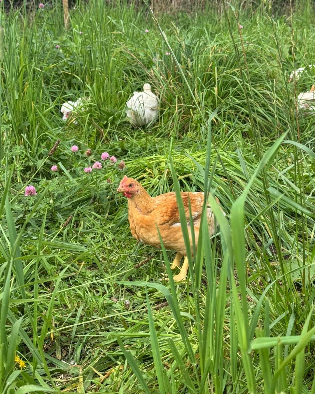 Hele &oslash;ko-kyllinger til julehyggen🐓

Der er noget ekstra rart ved at lave mad i december, is&aelig;r n&aring;r r&aring;varerne har haft et godt liv. Vores langsomt voksende &oslash;kologiske kyllinger g&aring;r i mobile h&oslash;nsehuse og p&a