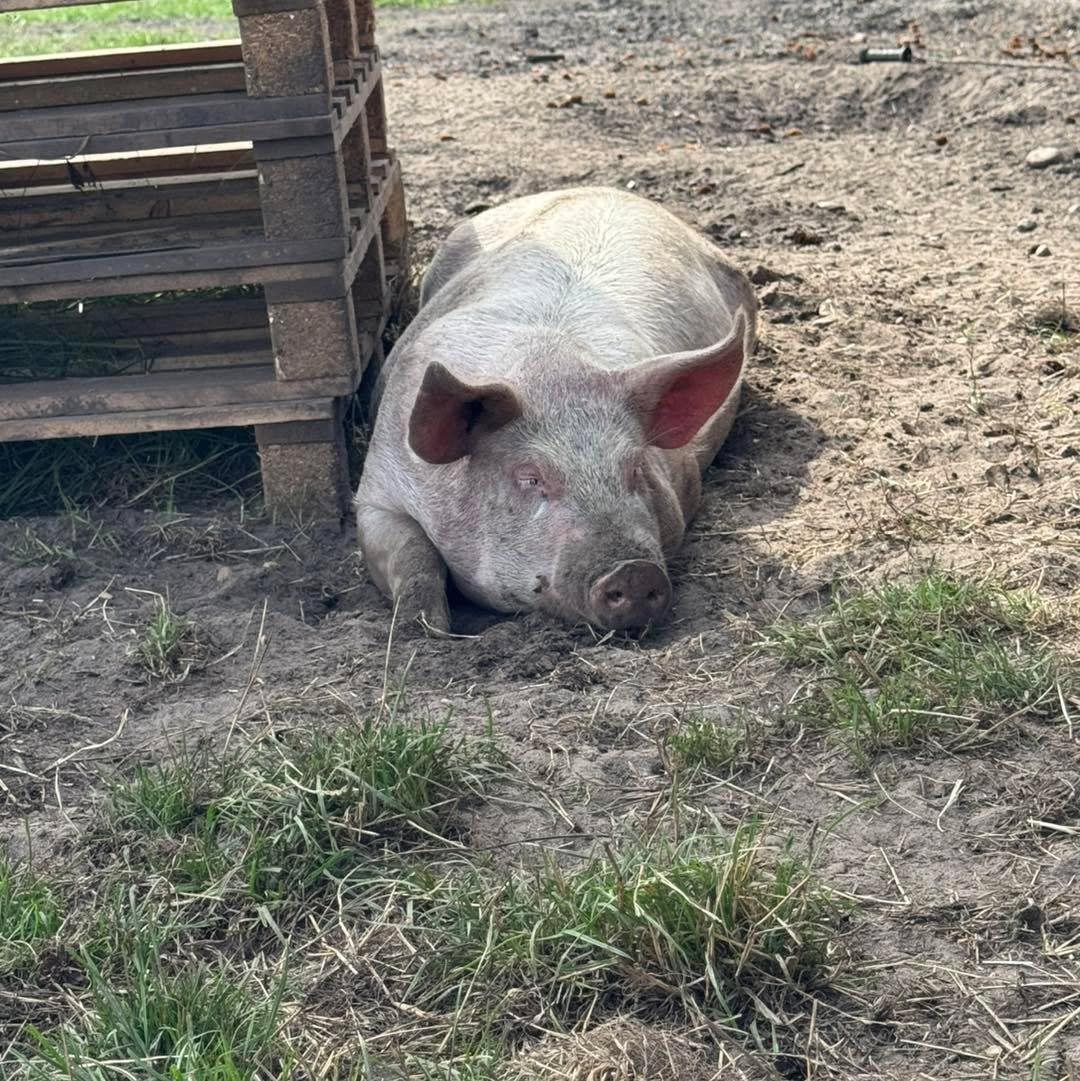 🎄Julens hyggeligste frokost p&aring; ingen tid!🎄

Vores bag selv leverpostej er lavet af k&oslash;d fra vores egne &oslash;kologiske grise, der har levet et godt liv p&aring; marken ved L&oslash;nnehede &ndash; med masser af frisk luft, god plads o