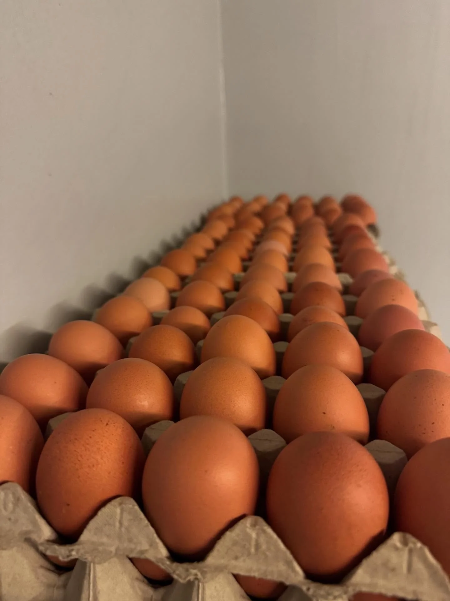 ❄️ Vinterferie ❄️

Vinterferien er landet, og det er den perfekte undskyldning for at skrue op for det langsomme k&oslash;kken og den gode lokale smag 🍲

I g&aring;rdbutikken har vi lige nu:
🥔 Kartofler og jordskokker &ndash; klar til vinterens sup