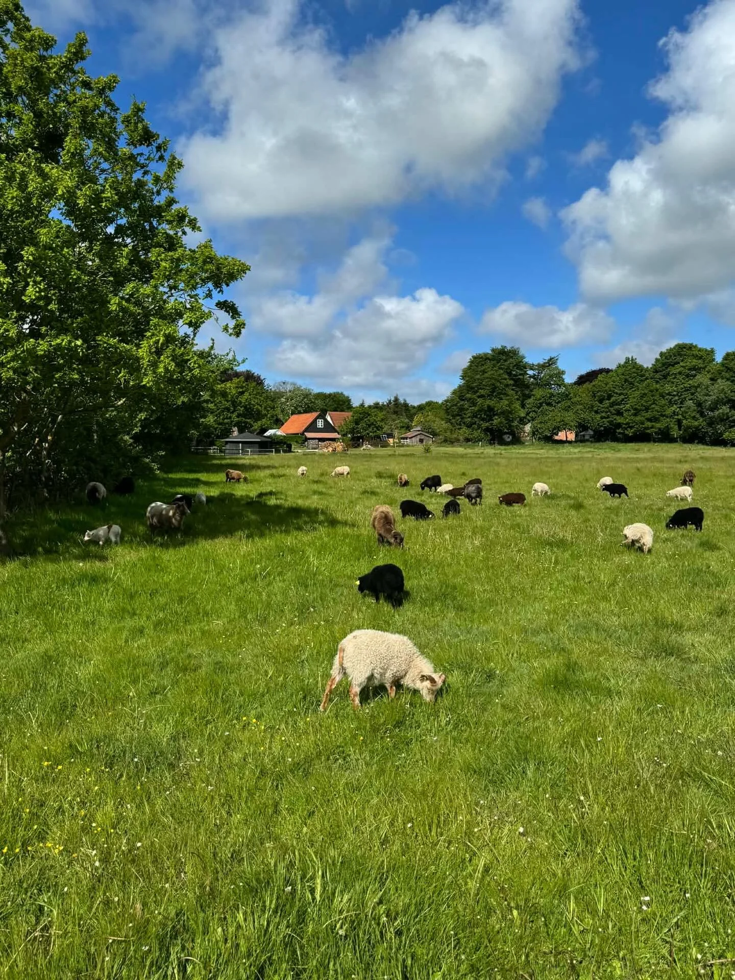 🌿 Lam til p&aring;ske🌿

Hos os lever lammene et roligt og naturligt liv. De bliver f&oslash;dt i trygge rammer i stalden i for&aring;ret, og n&aring;r de er klar, kommer de ud p&aring; marker og enge omkring vores g&aring;rd i N&oslash;rre Nebel. H