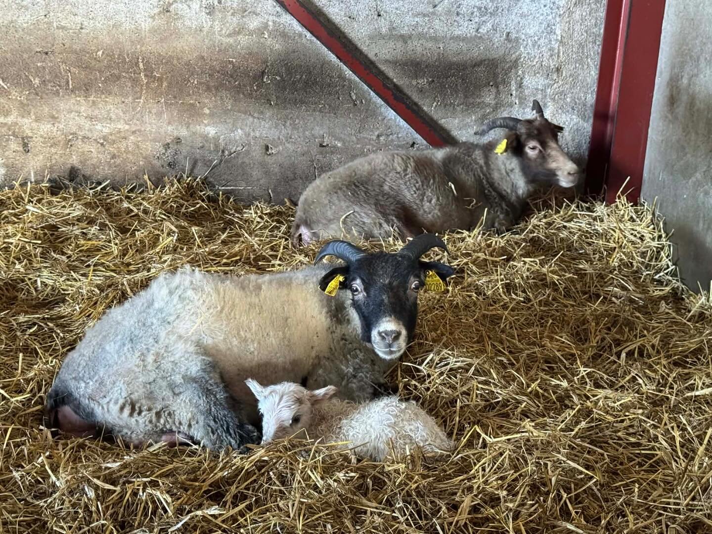 Husk vi holder &aring;bent hele p&aring;sken🐣
Kig ind og forsyn dig med p&aring;skelam, p&aring;skekylling og p&aring;ske&aelig;g☀️
Vi ses!