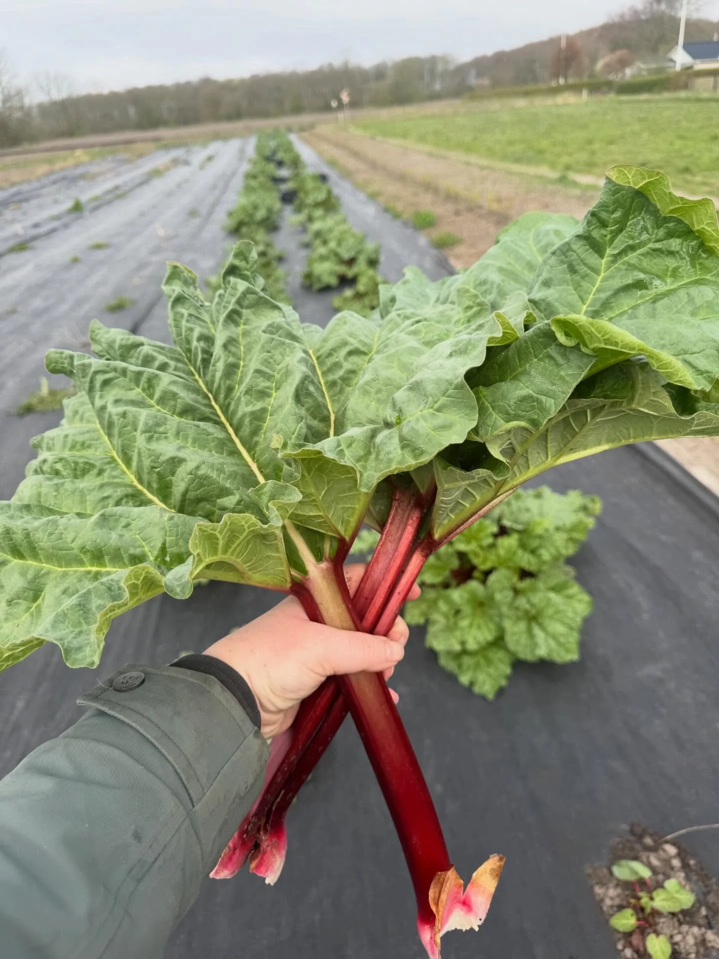 For&aring;r i luften &ndash; og nu ogs&aring; i butikken 🌱

De f&oslash;rste &oslash;kologiske rabarber er klar, og det er altid noget helt s&aelig;rligt, n&aring;r s&aelig;sonen begynder. De spr&oslash;de, syrlige st&aelig;ngler smager af for&aring