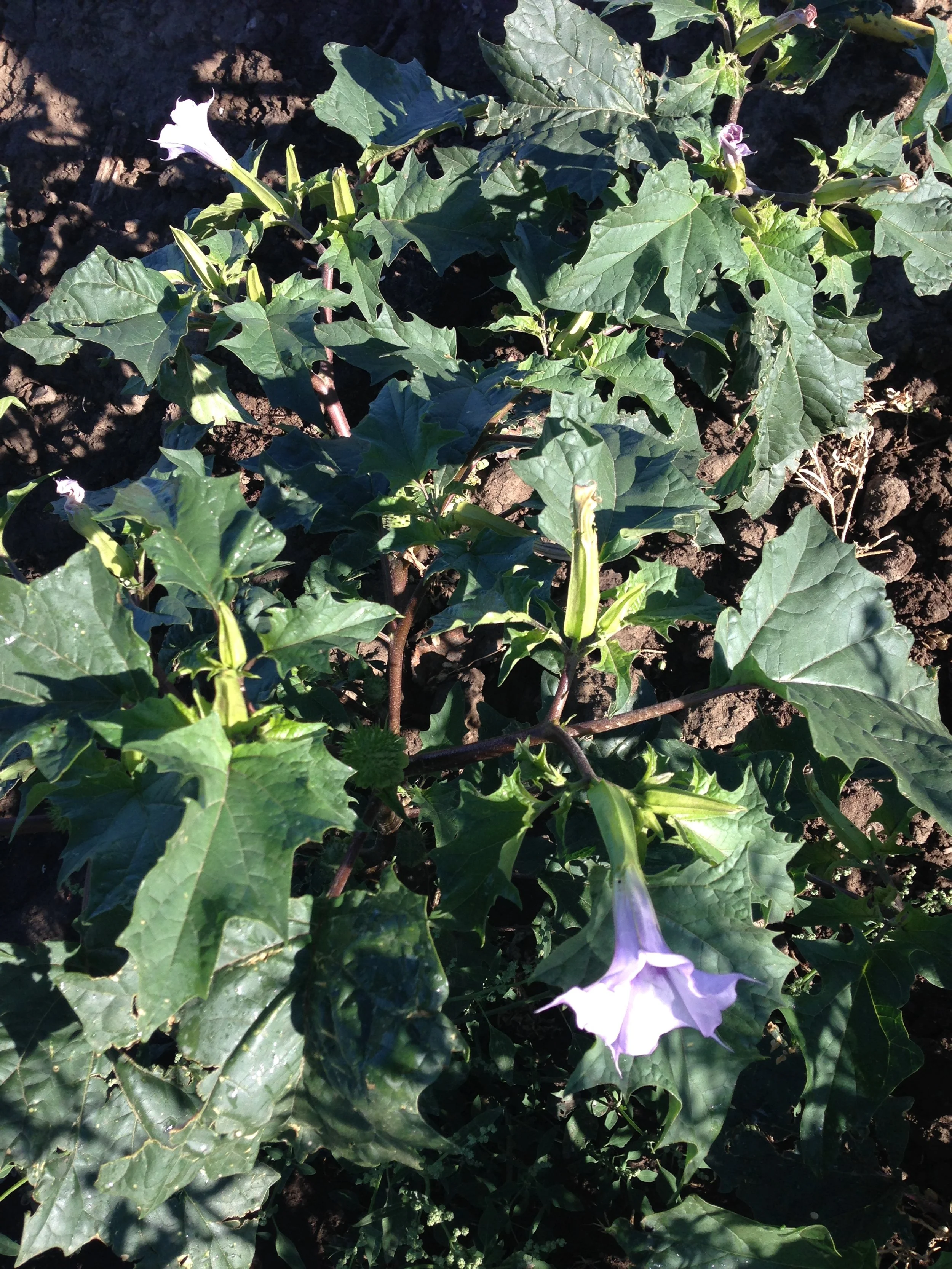 JimsonWeed.JPG