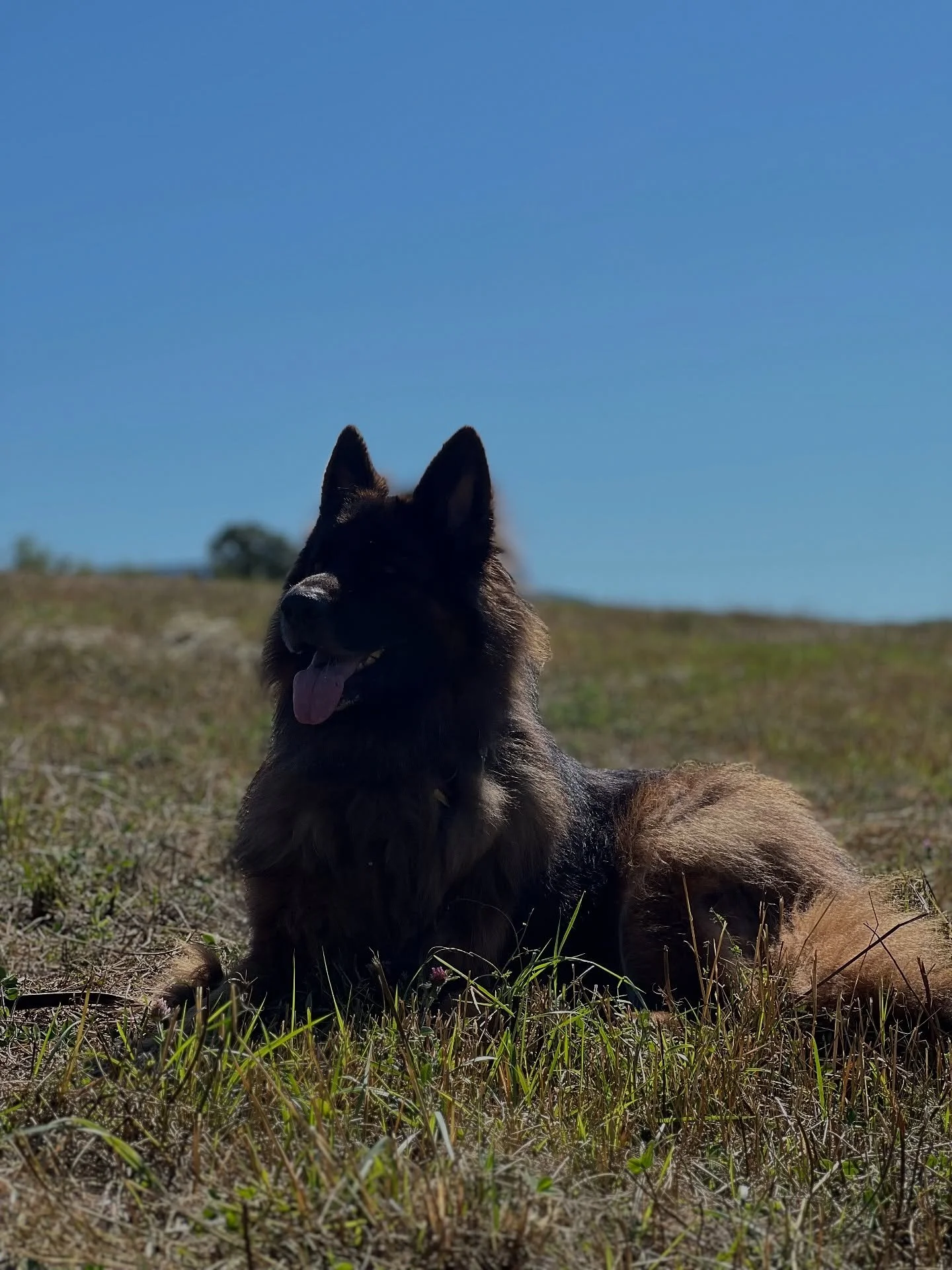 #vtdogs #vtdogslife