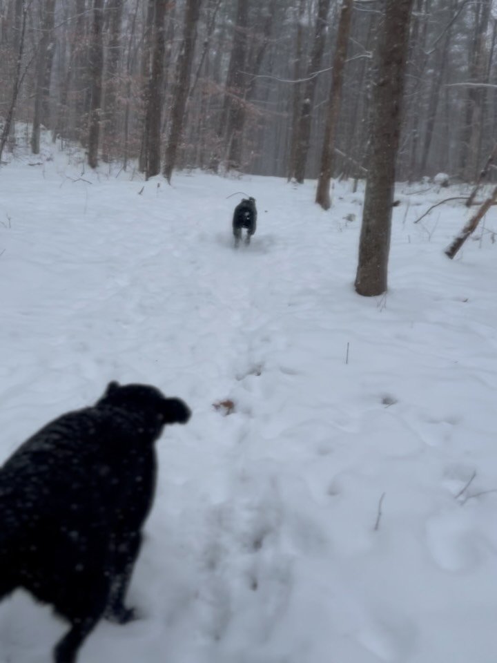 Let&rsquo;s go!
#vtdog #dogs_of_instagram