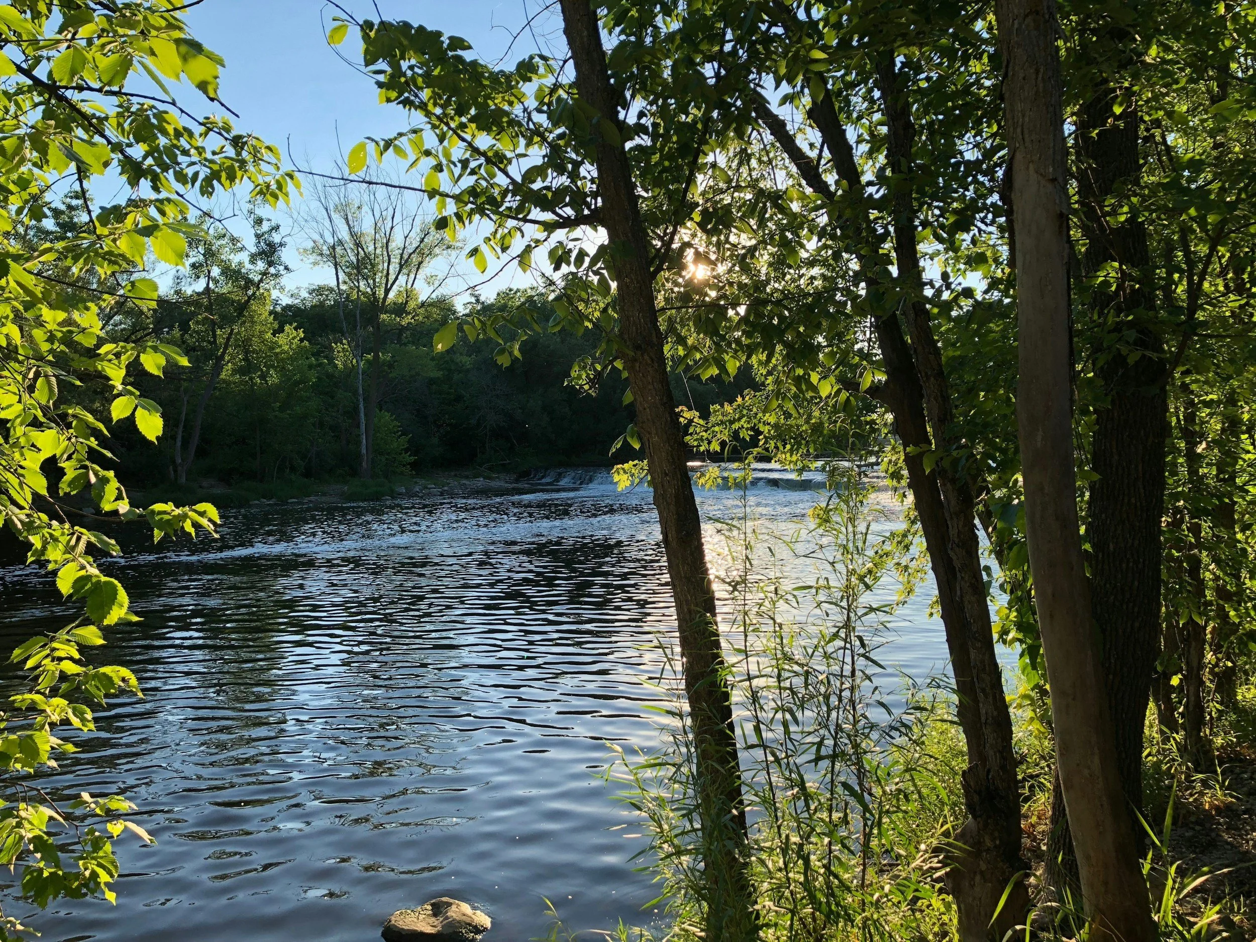 🌊 Join the 2025 Lake Gaston Vegetation Survey! 🌿