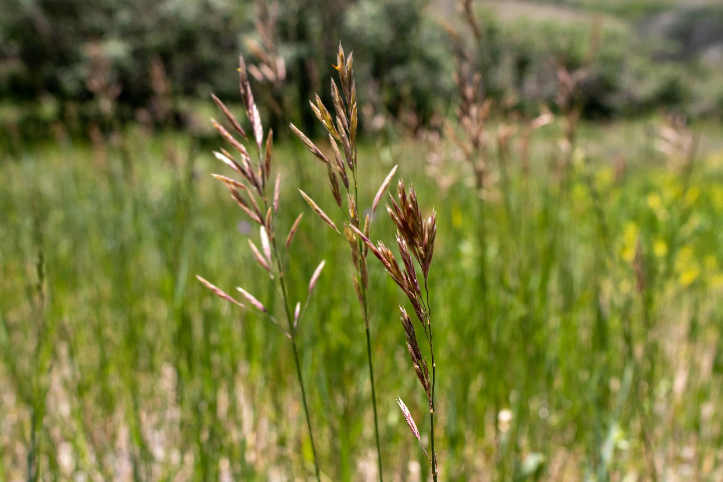 Grassland Floristics, Conservation, and Restoration