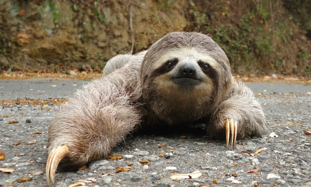 Let Yourself Be Terrible (IWSG)