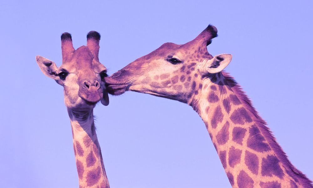 needs edit   Kiss and Tell