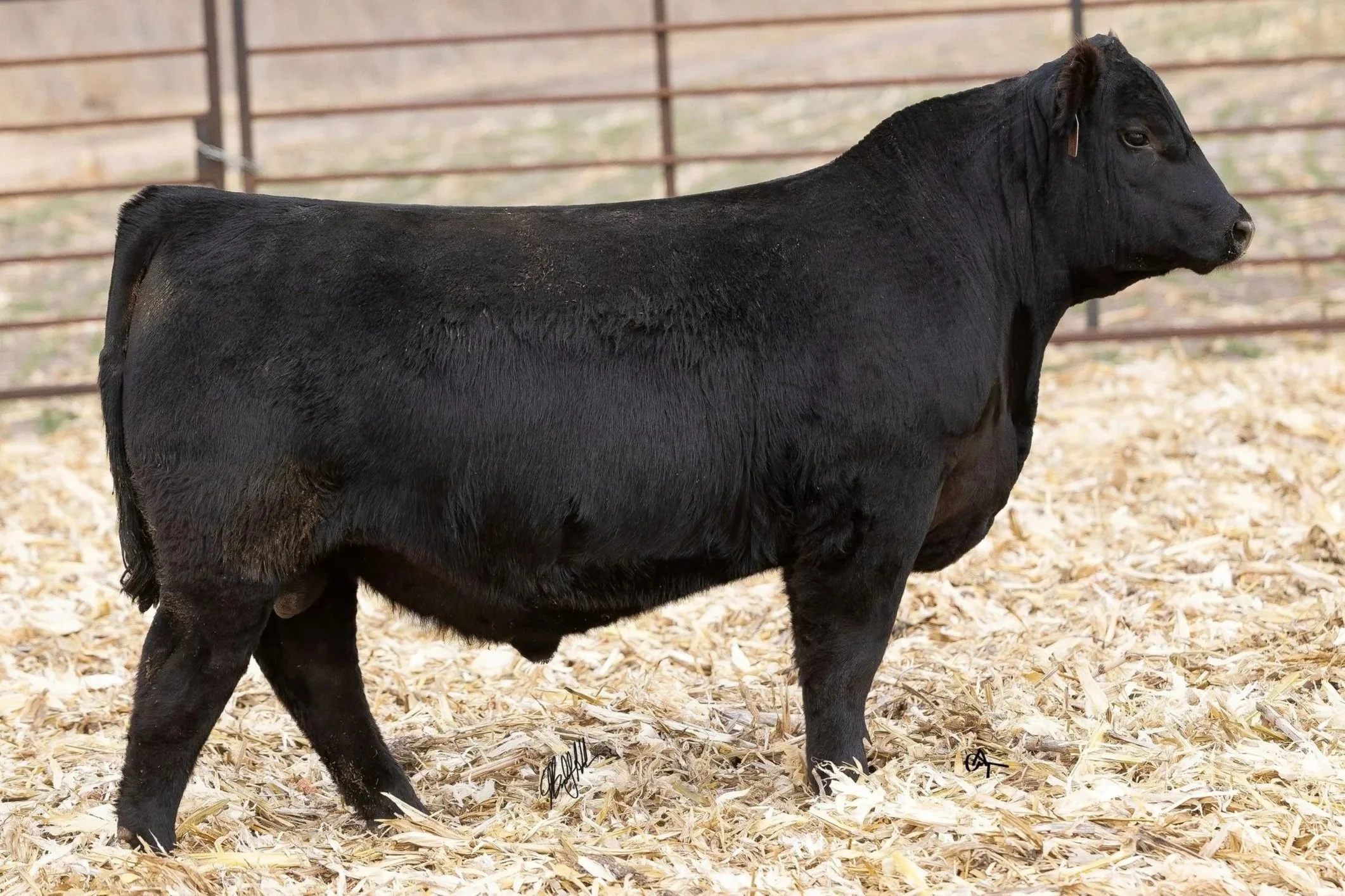 Stellpflug Bighorn 5572.png.jpg