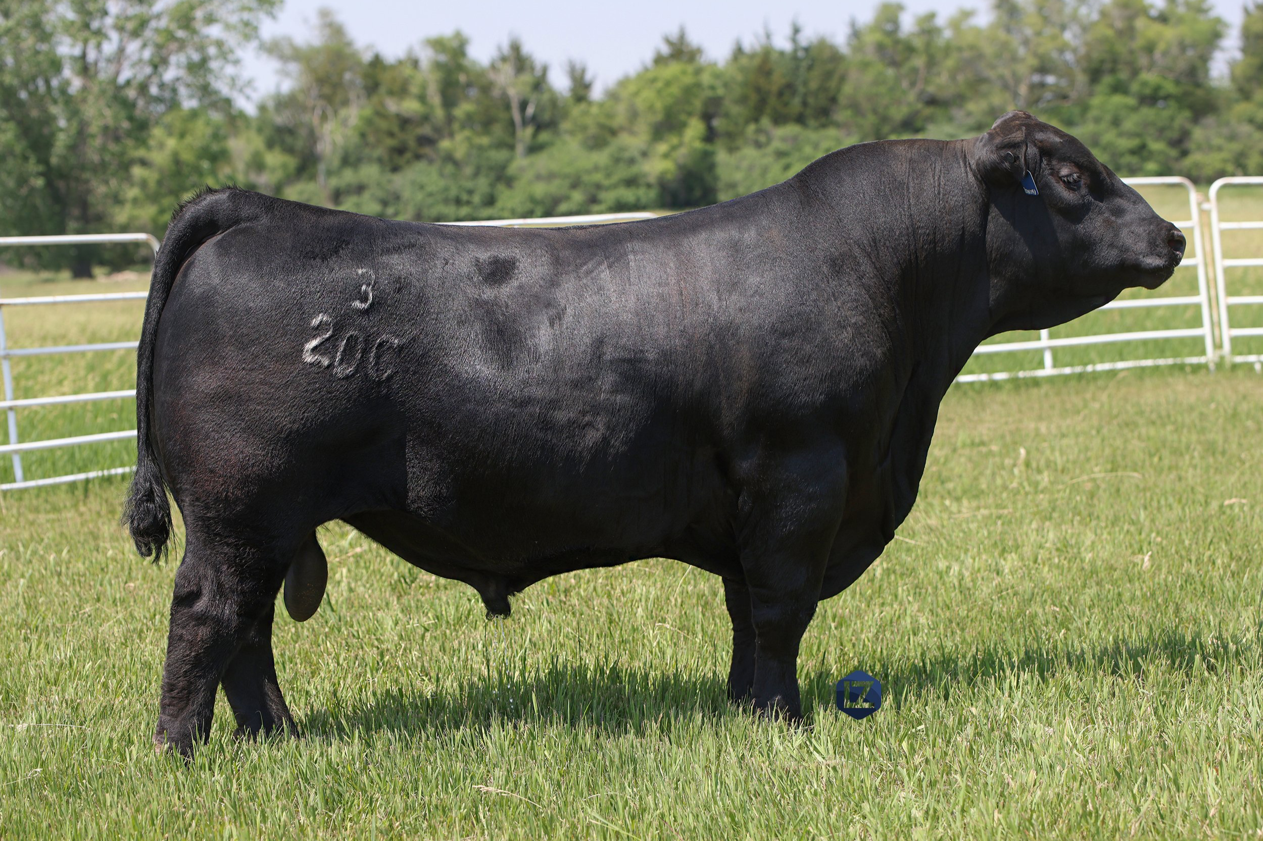 Connealy Commerce New Bulls — Grimmius Cattle Co.