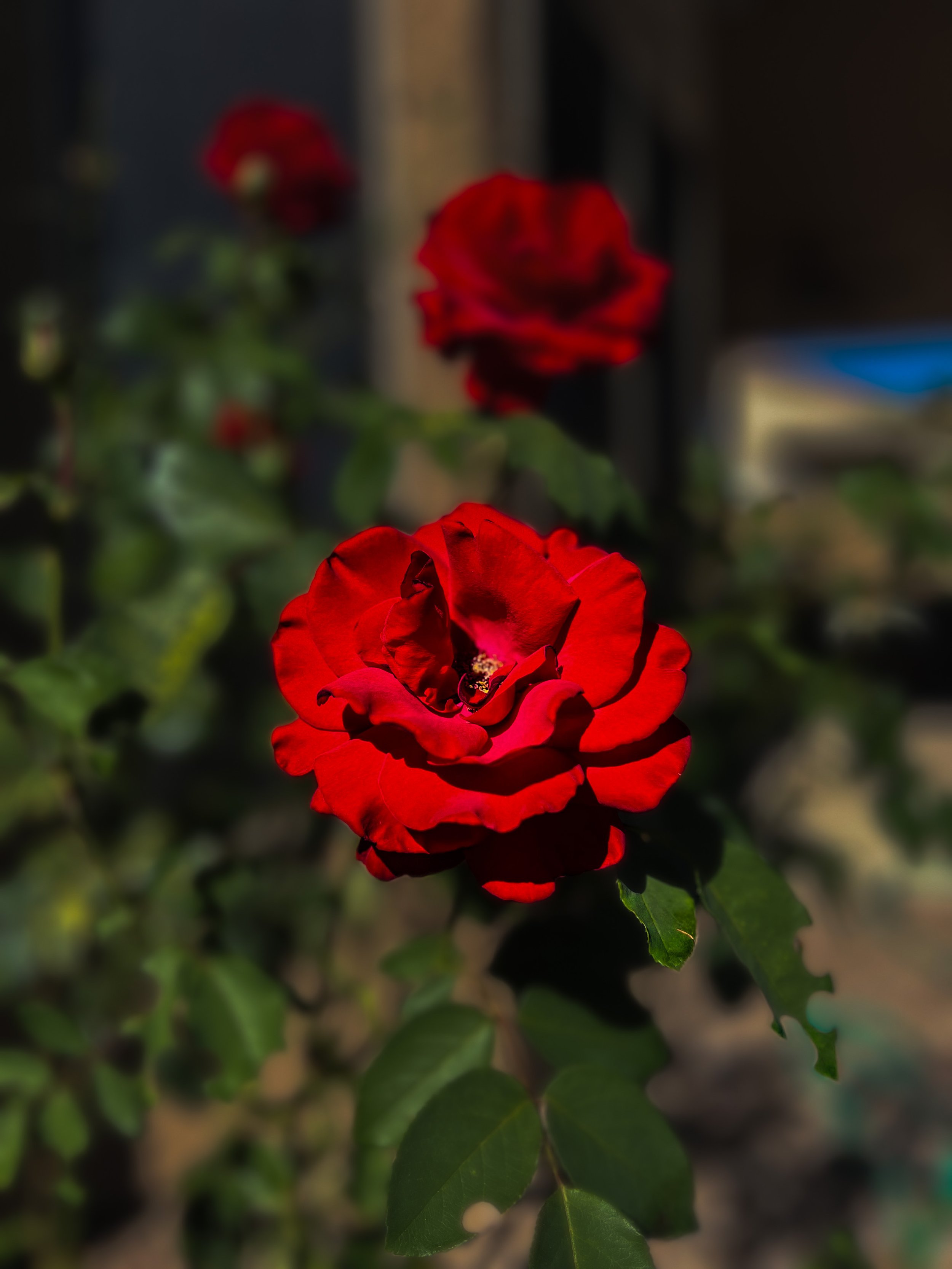 3DD8E369-EBE1-4BC1-97BC-00DCDCBF0D09.jpeg