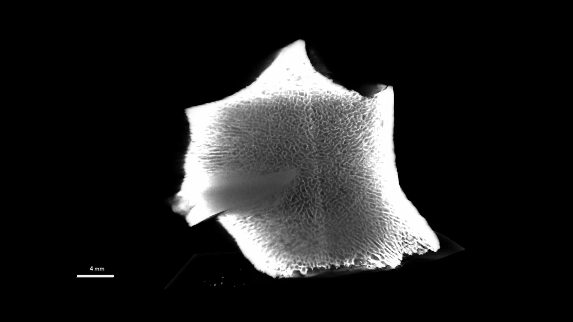 Tooth Be Told: Prehistoric Sharks Didn’t Need Serrations to Snack on Whales
